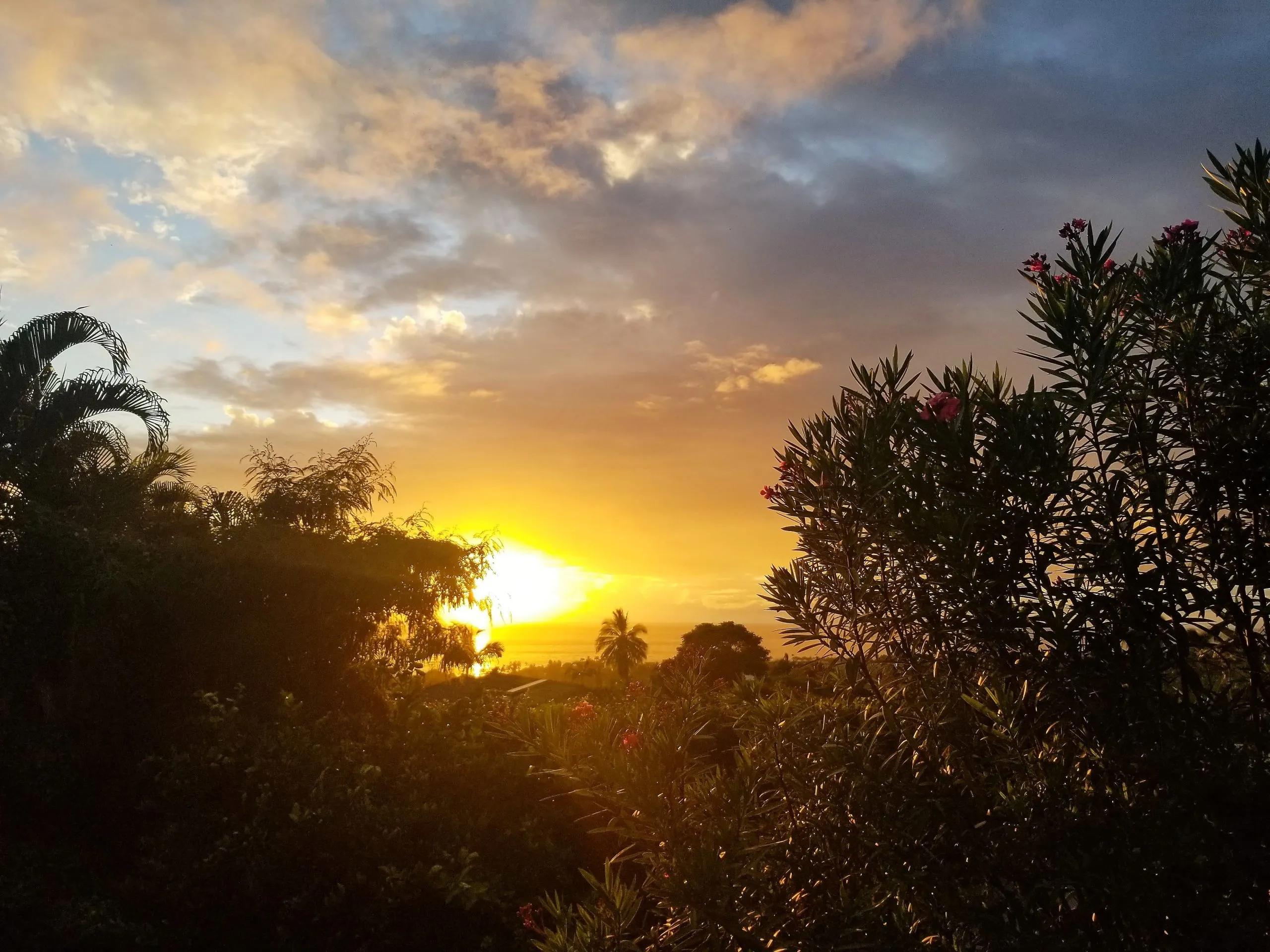 Sunset over the ocean framed by tropical plants in Kailua-Kona, Hawaii.