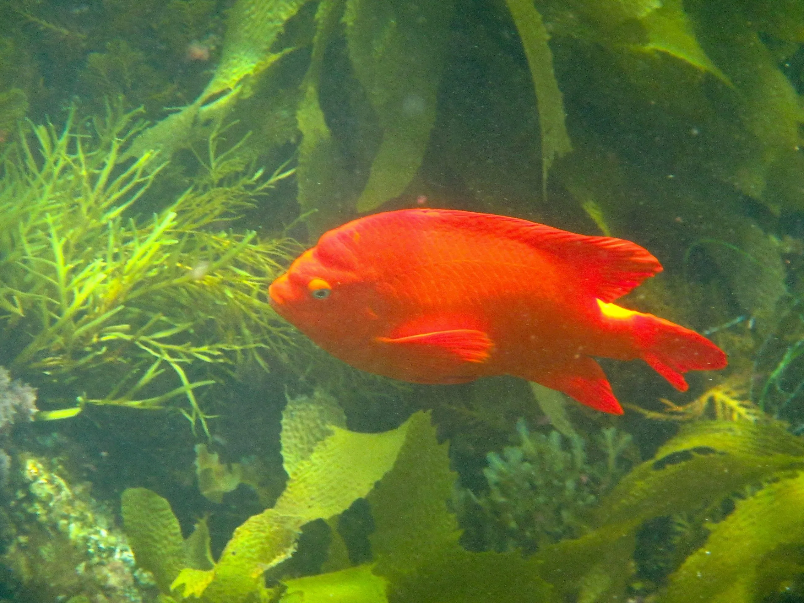 Bright orange garibaldi swimming through kelp off Catalina Island.