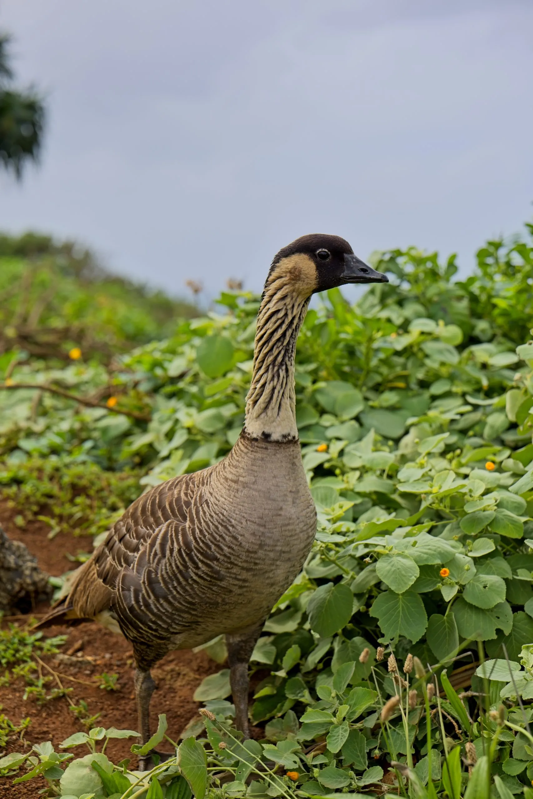 Hawaiian goose, known as nēnē, standing on red soil among green shrubs on Kauai, Hawaii.