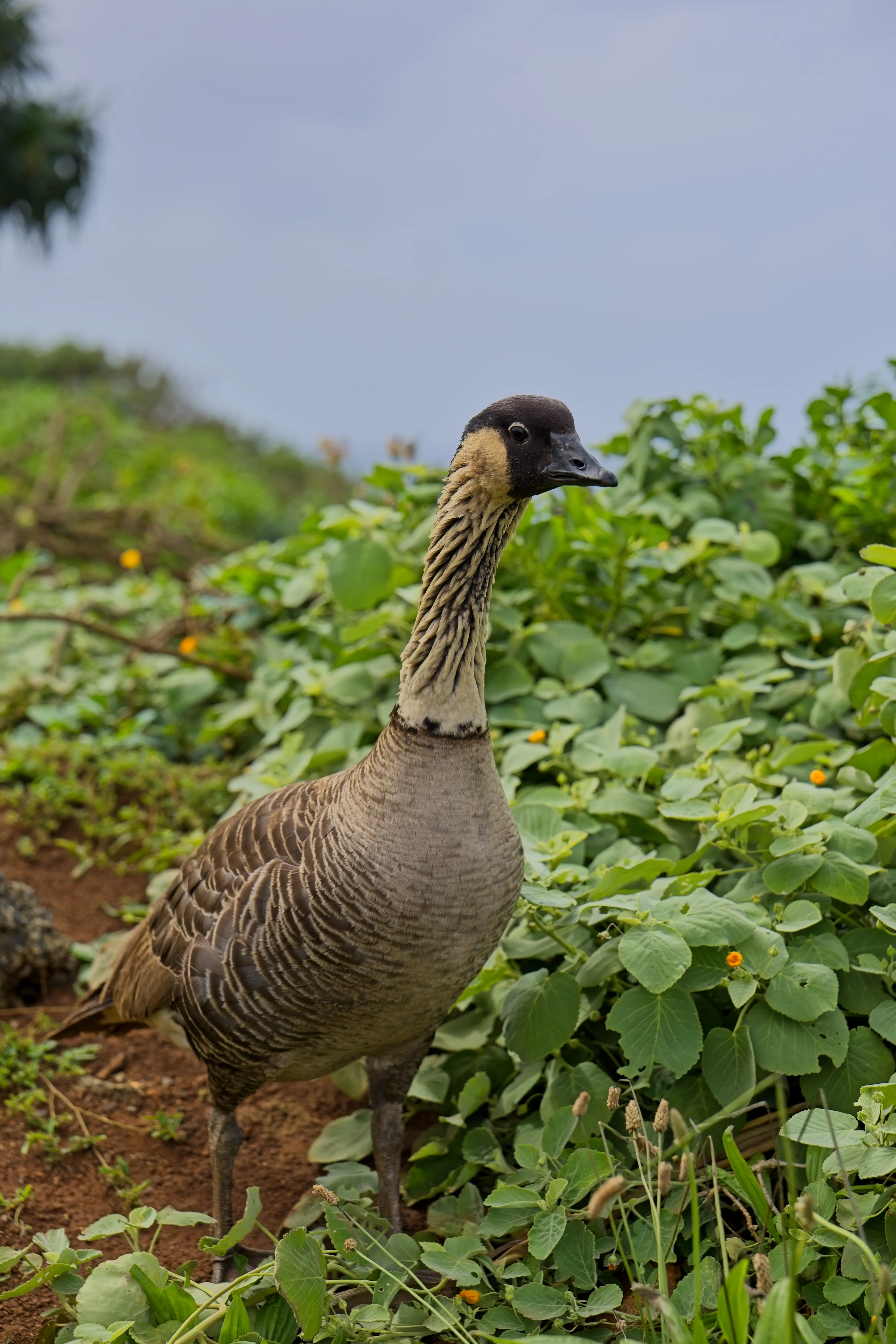 Nēnē with furrowed neck standing among low greenery at Kilauea Point, Kauai.