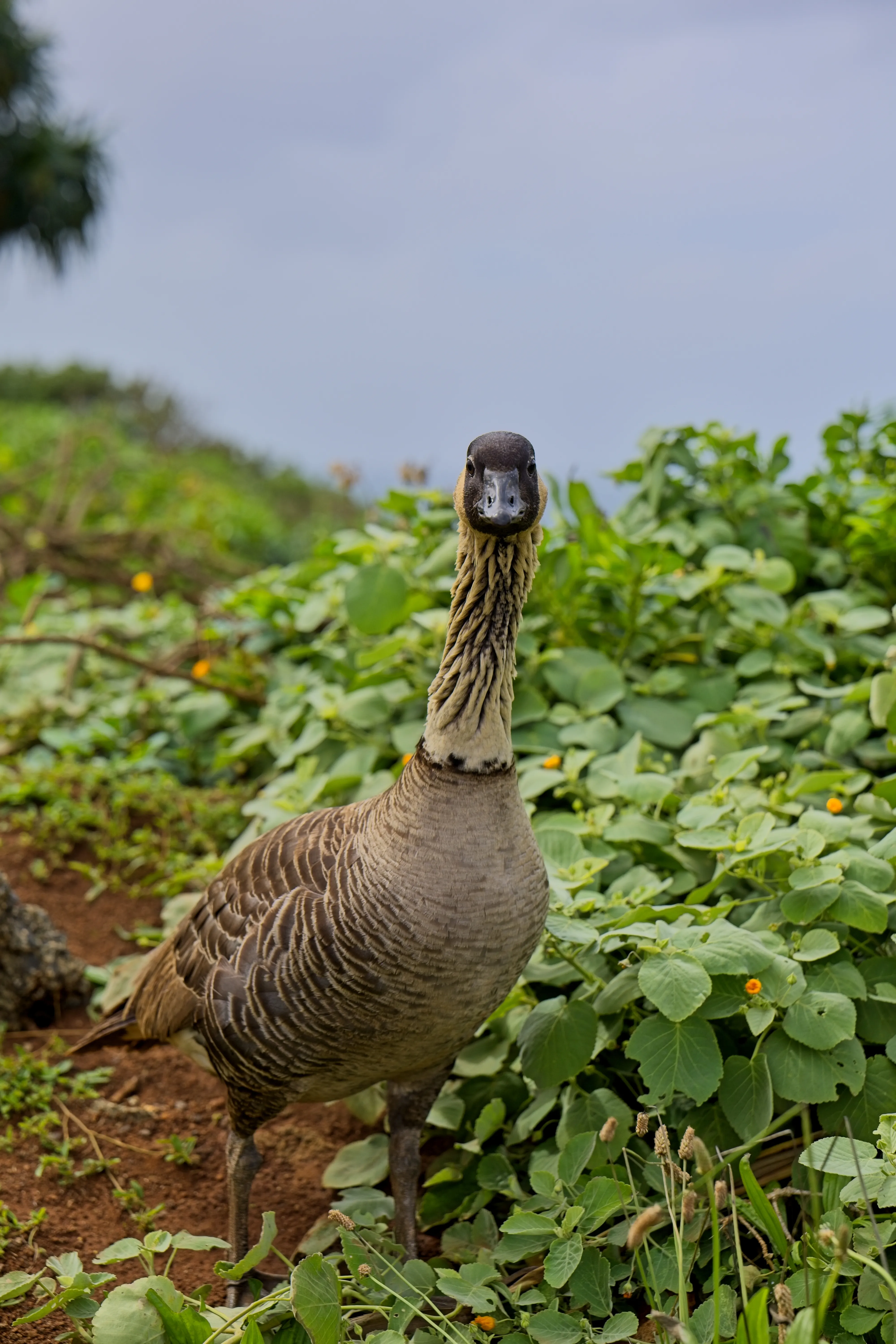 Nēnē with neck stretched upright facing the camera at Kilauea Point, Kauai.