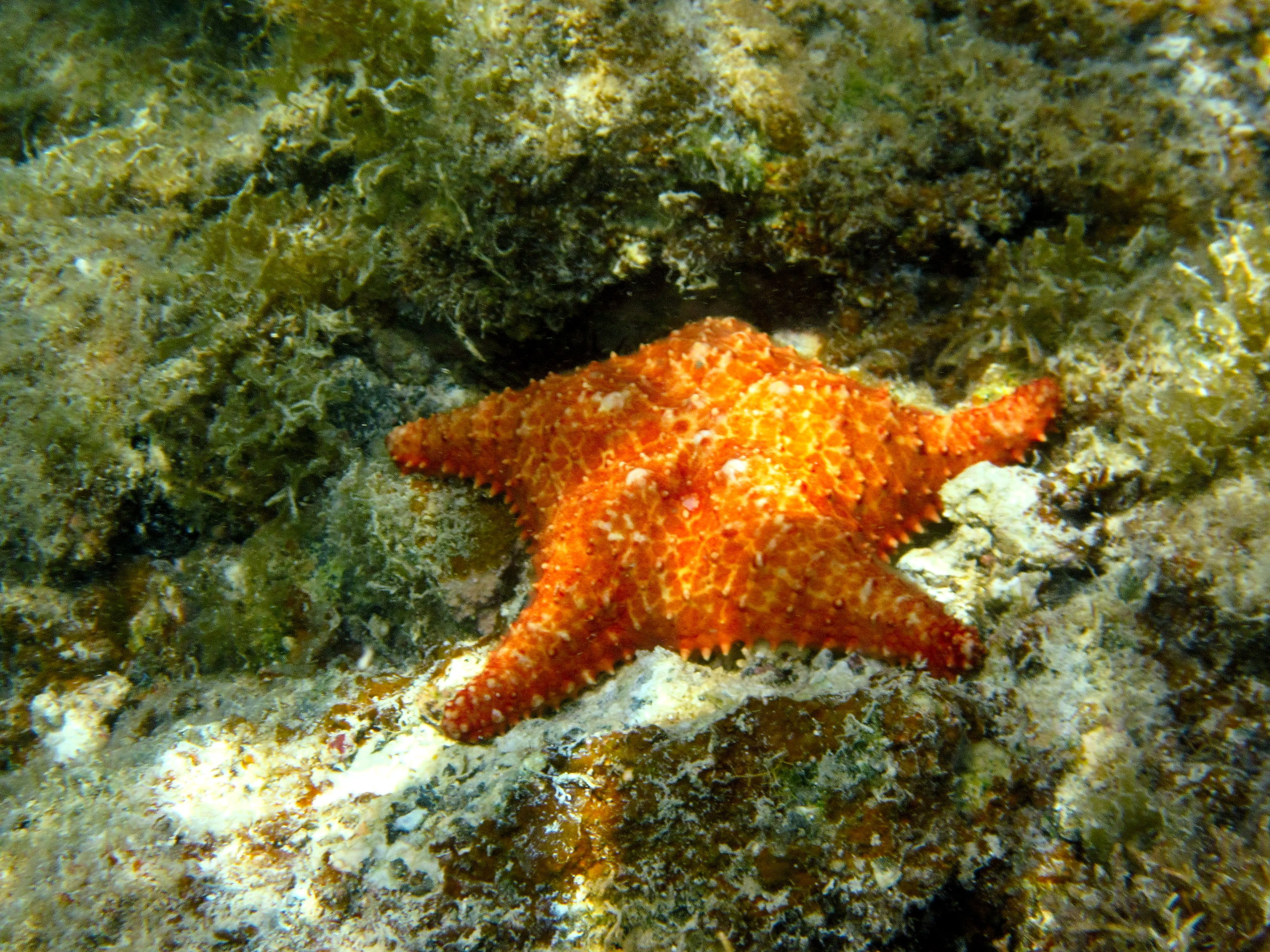Orange cushion sea star on algae-covered reef rock at Vieques.