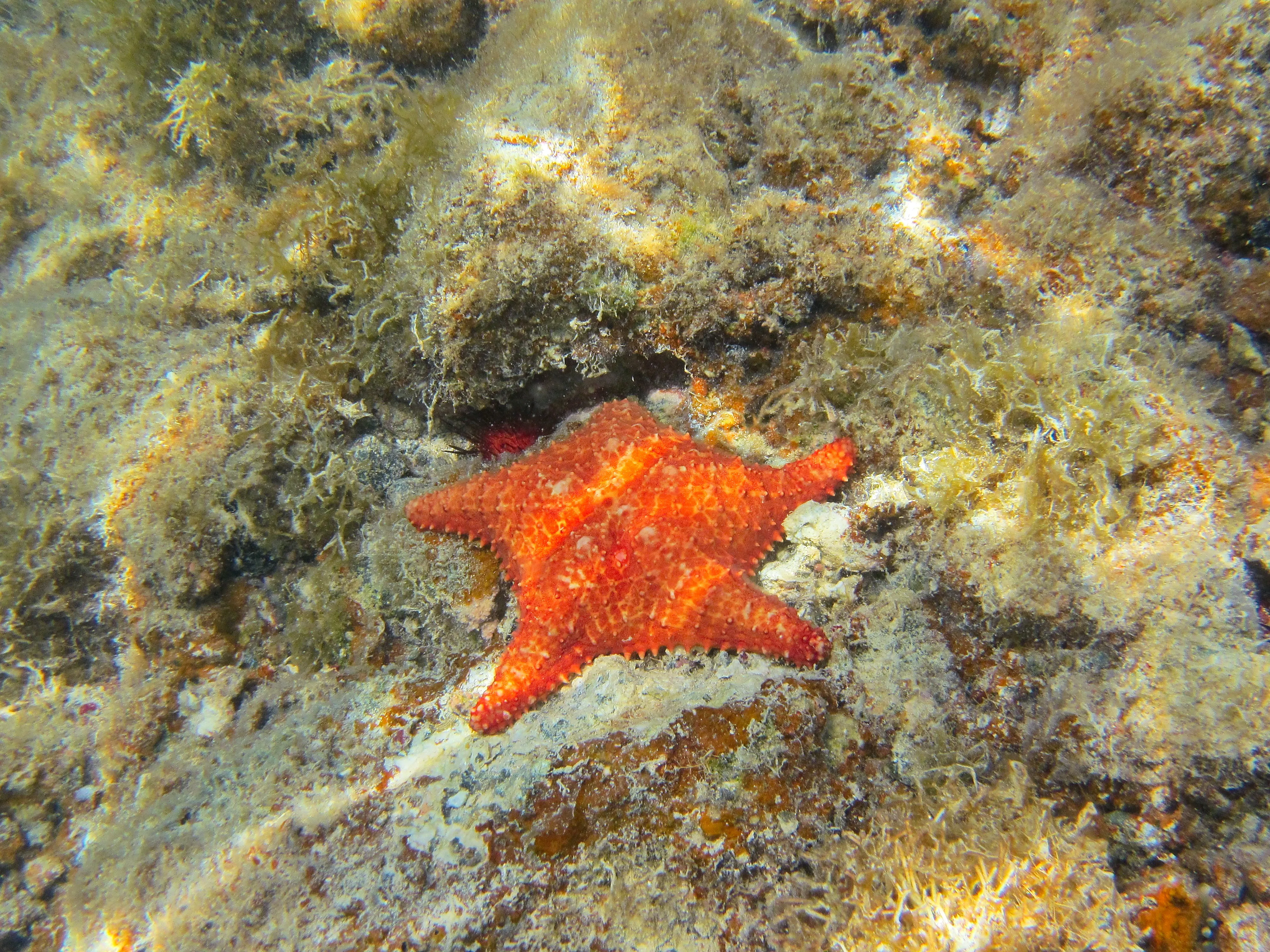 Bright orange starfish tucked under a rocky overhang at Vieques.