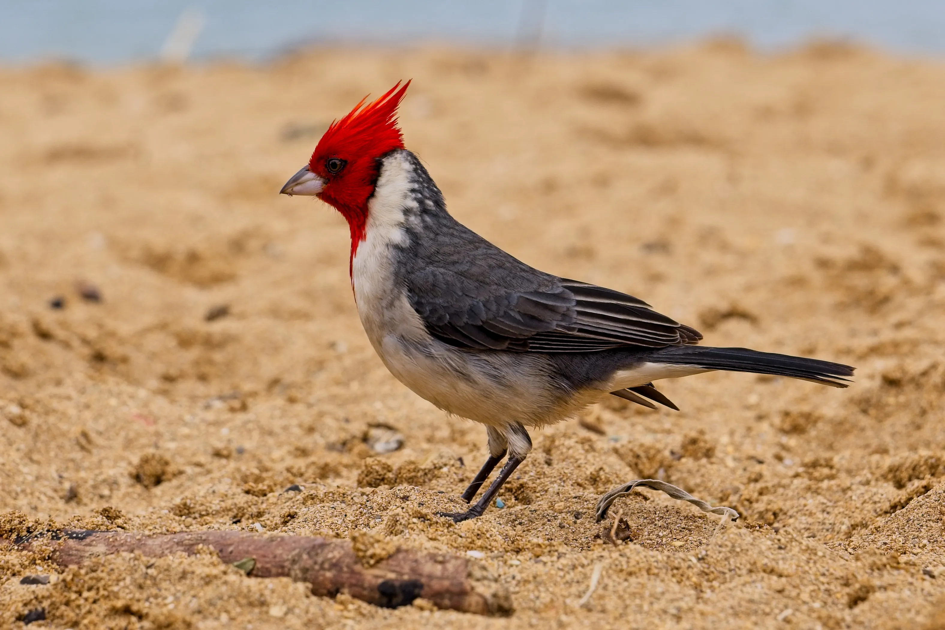 Red-crested cardinal standing on sand at a Kauai beach, Hawaii.