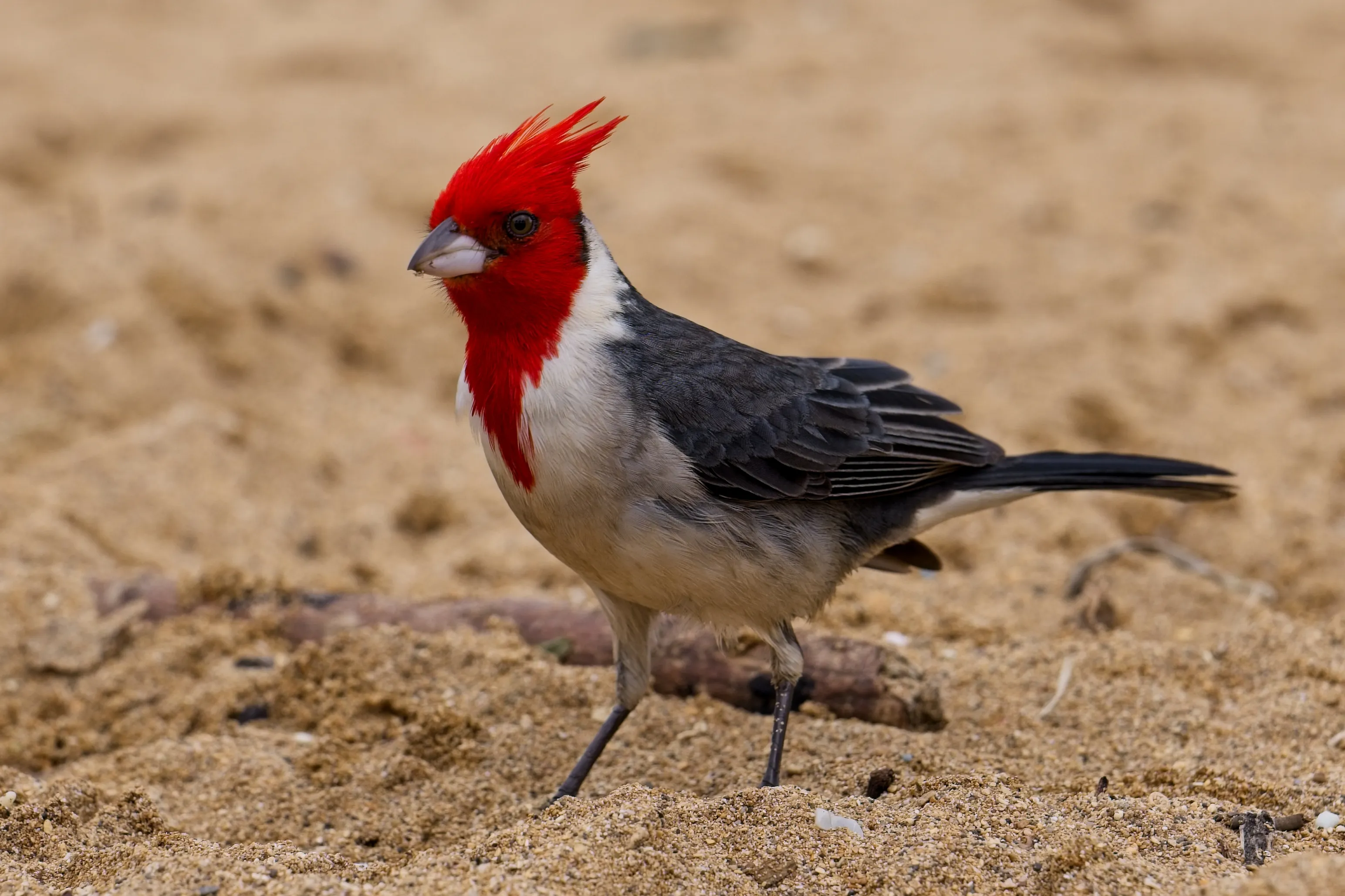 Red-crested cardinal with a spiky red crest standing on a sandy beach on Kauai, Hawaii.