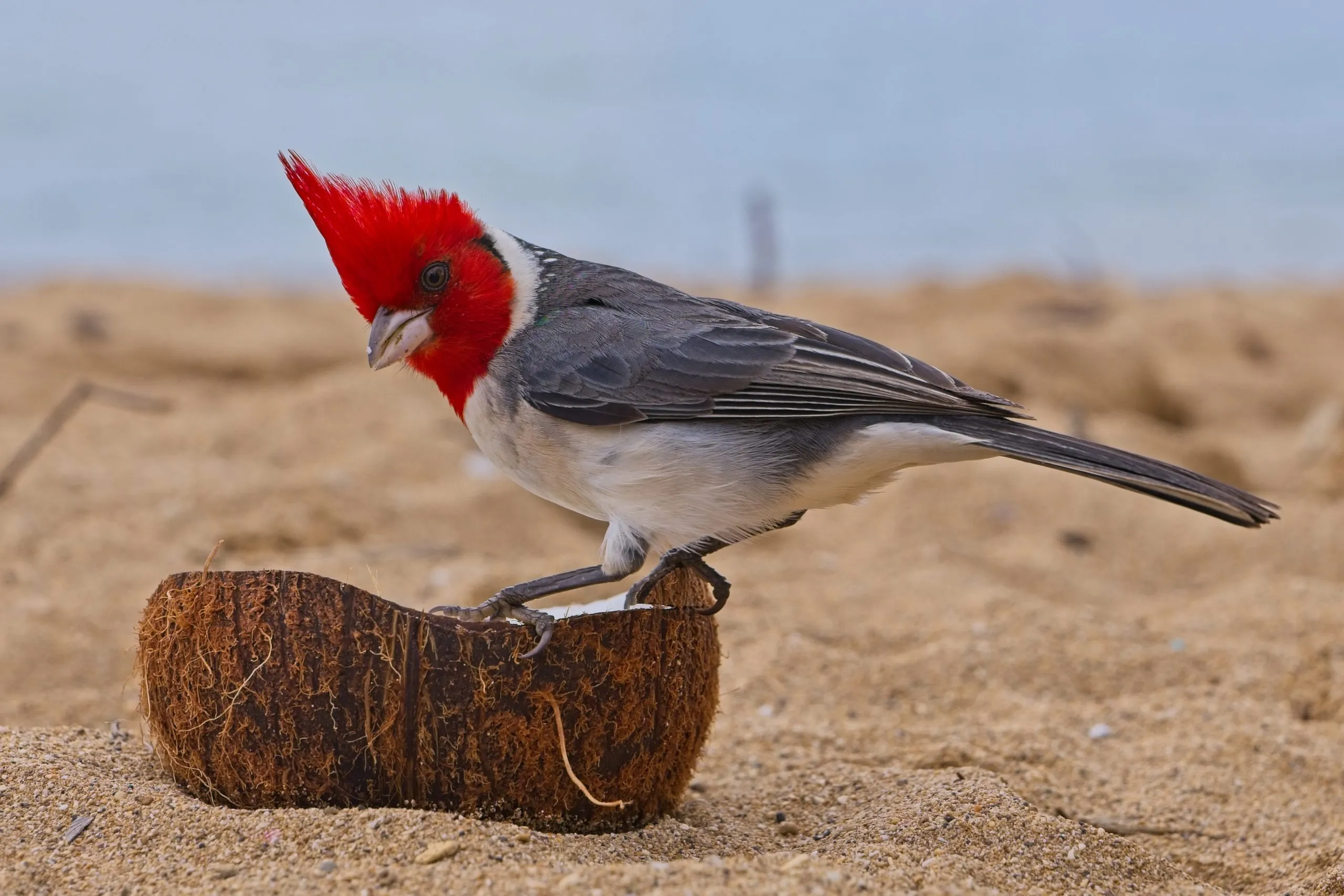 Red-crested cardinal leaning into a coconut shell on a Kauai beach, Hawaii.