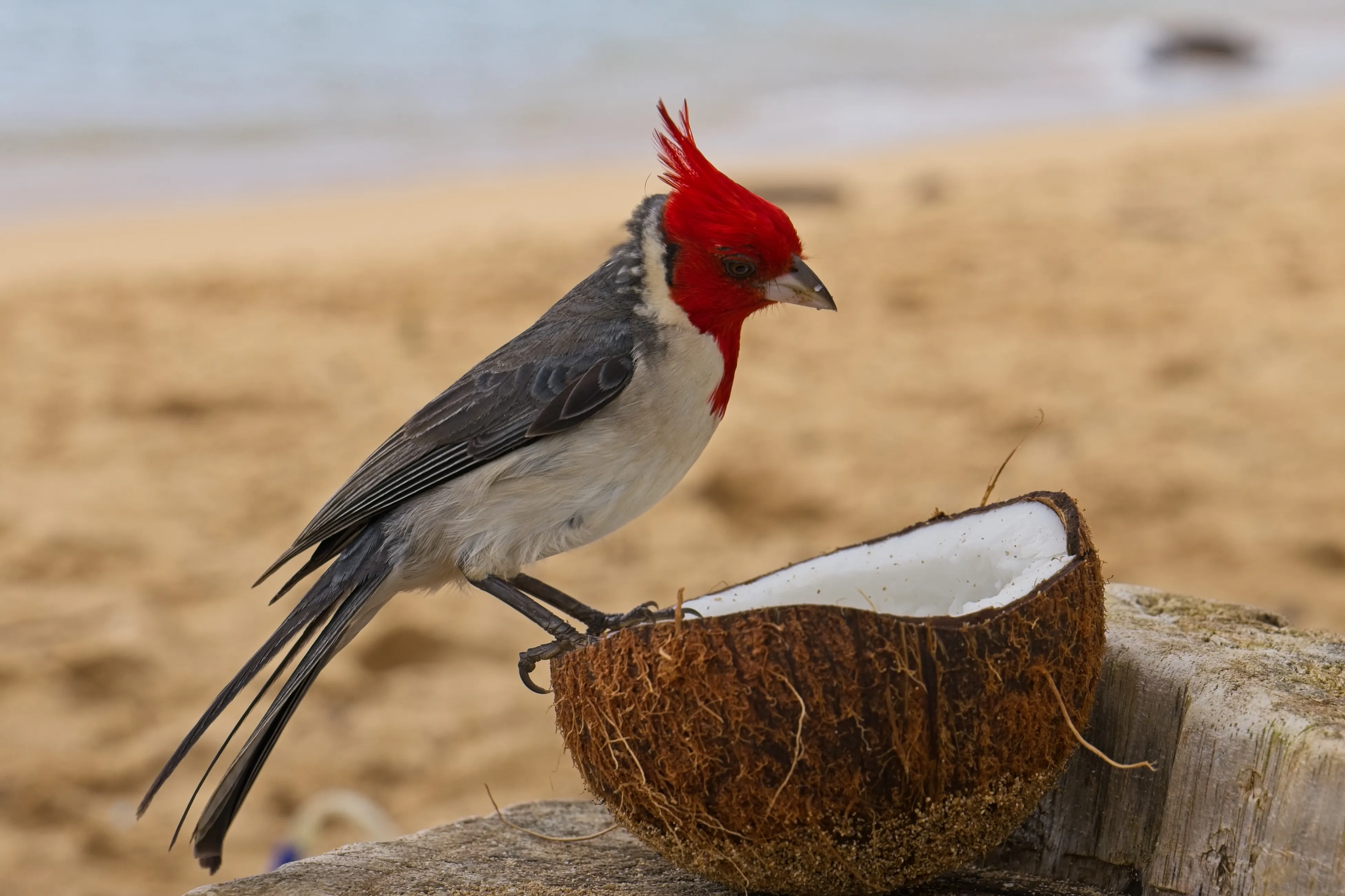 Red-crested cardinal perched on a coconut shell on a driftwood post at a Kauai beach, Hawaii.