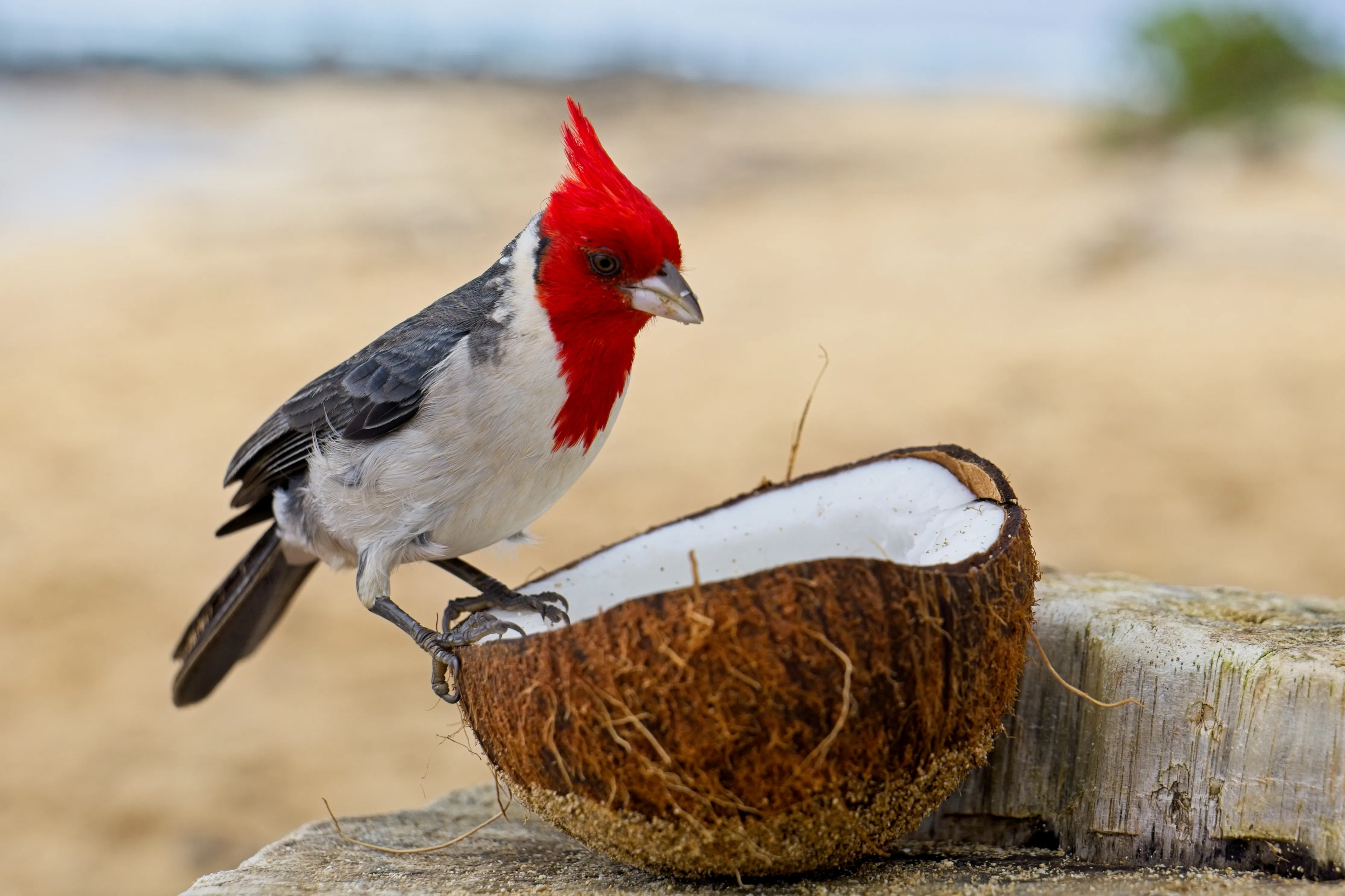 Red-crested cardinal looking into a split coconut shell on a Kauai beach, Hawaii.