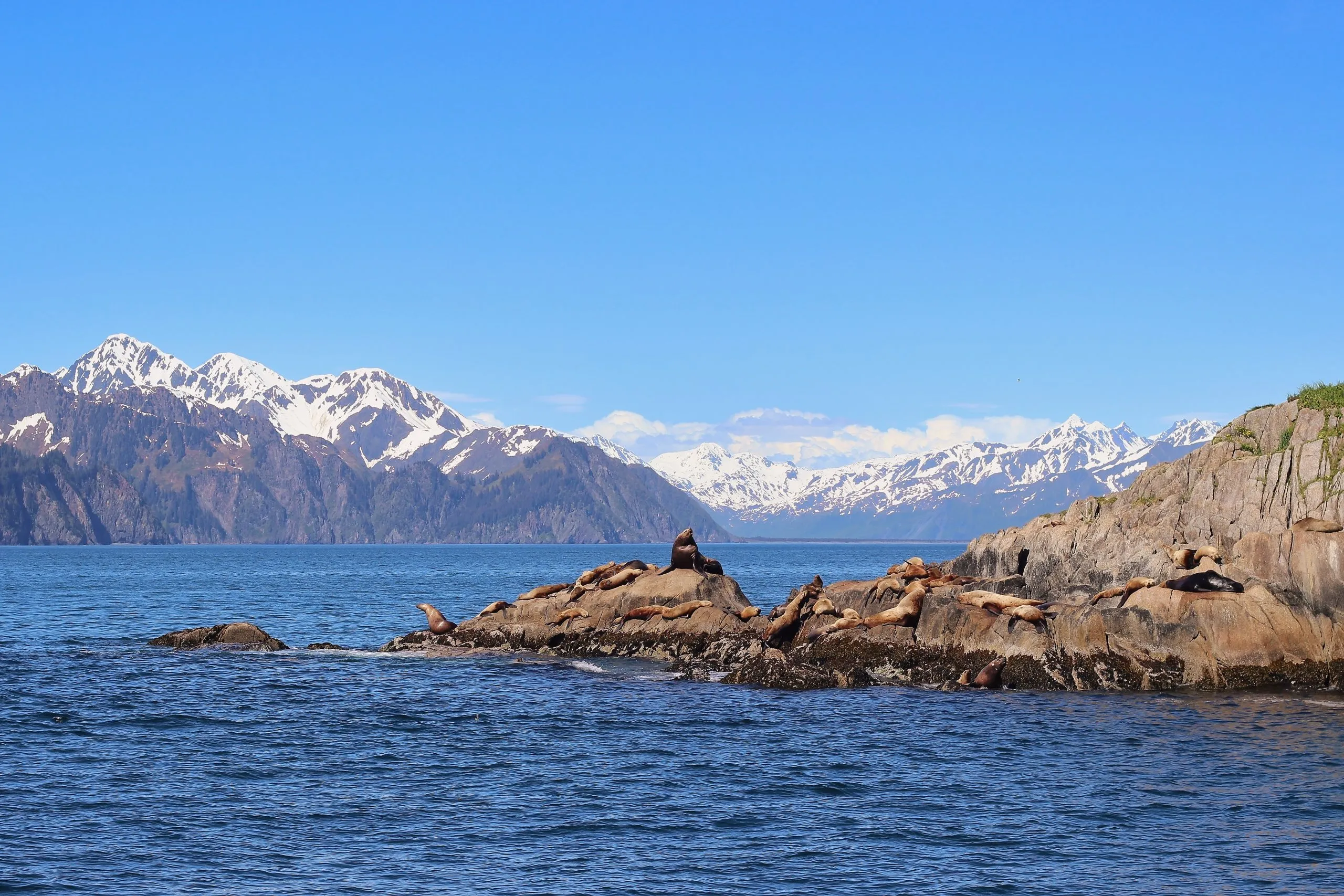 Colony of Steller sea lions on rocky haul-out with snow-capped mountains behind, Resurrection Bay, Seward, Alaska.