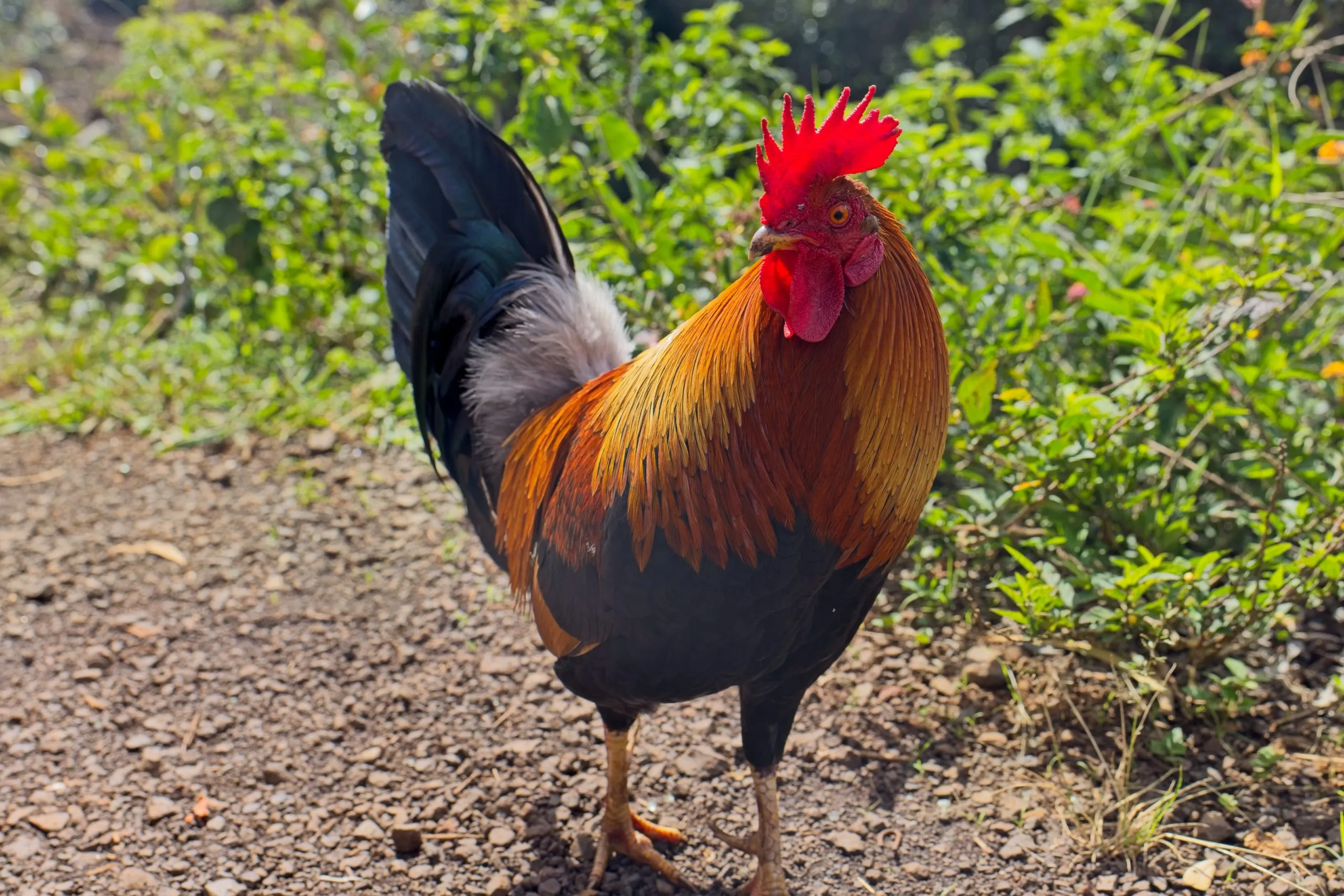 Kauai rooster, known as moa, with a red comb standing on a dirt path on Kauai, Hawaii.