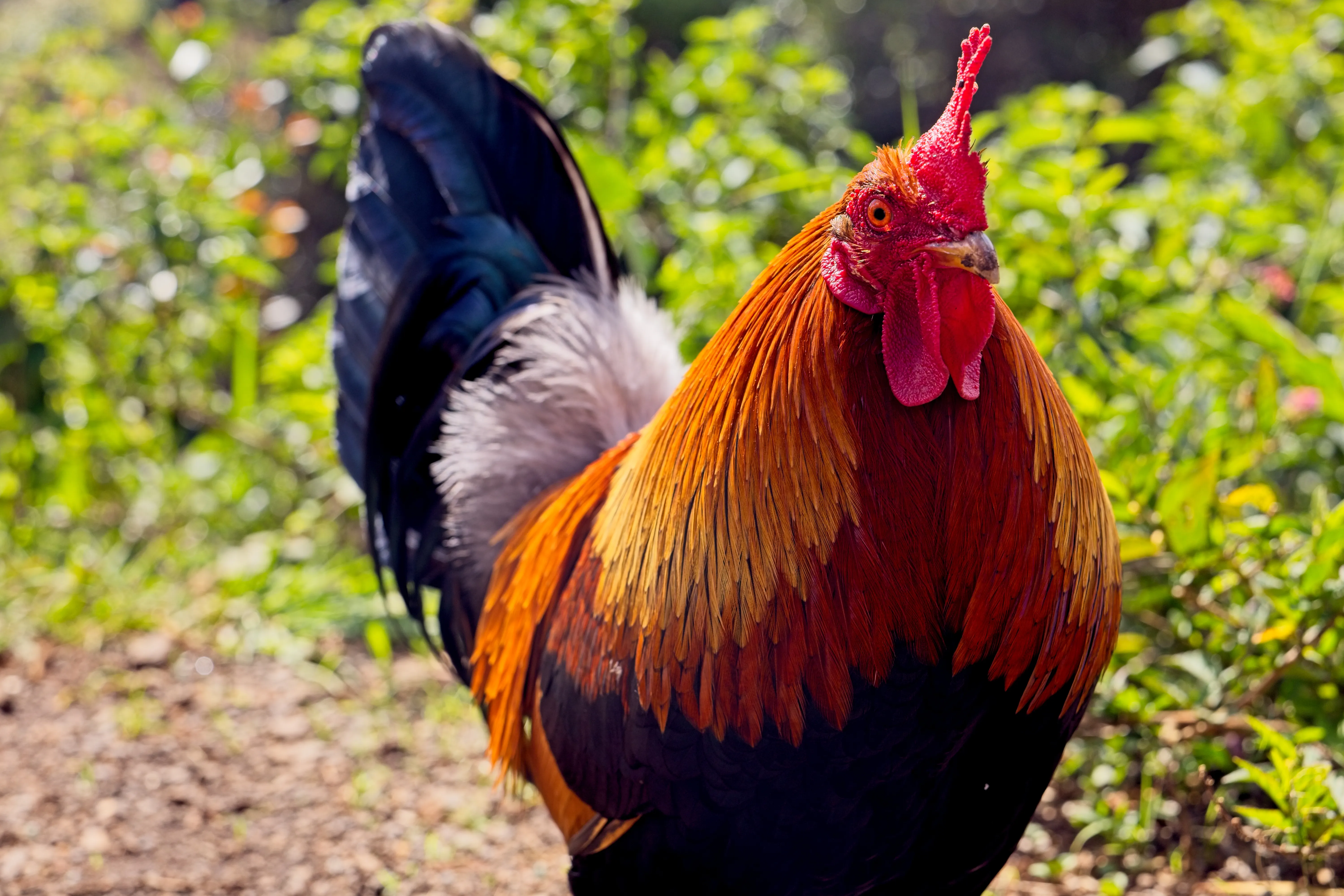 Kauai rooster, known as moa, with a red comb standing on a dirt path on Kauai, Hawaii.