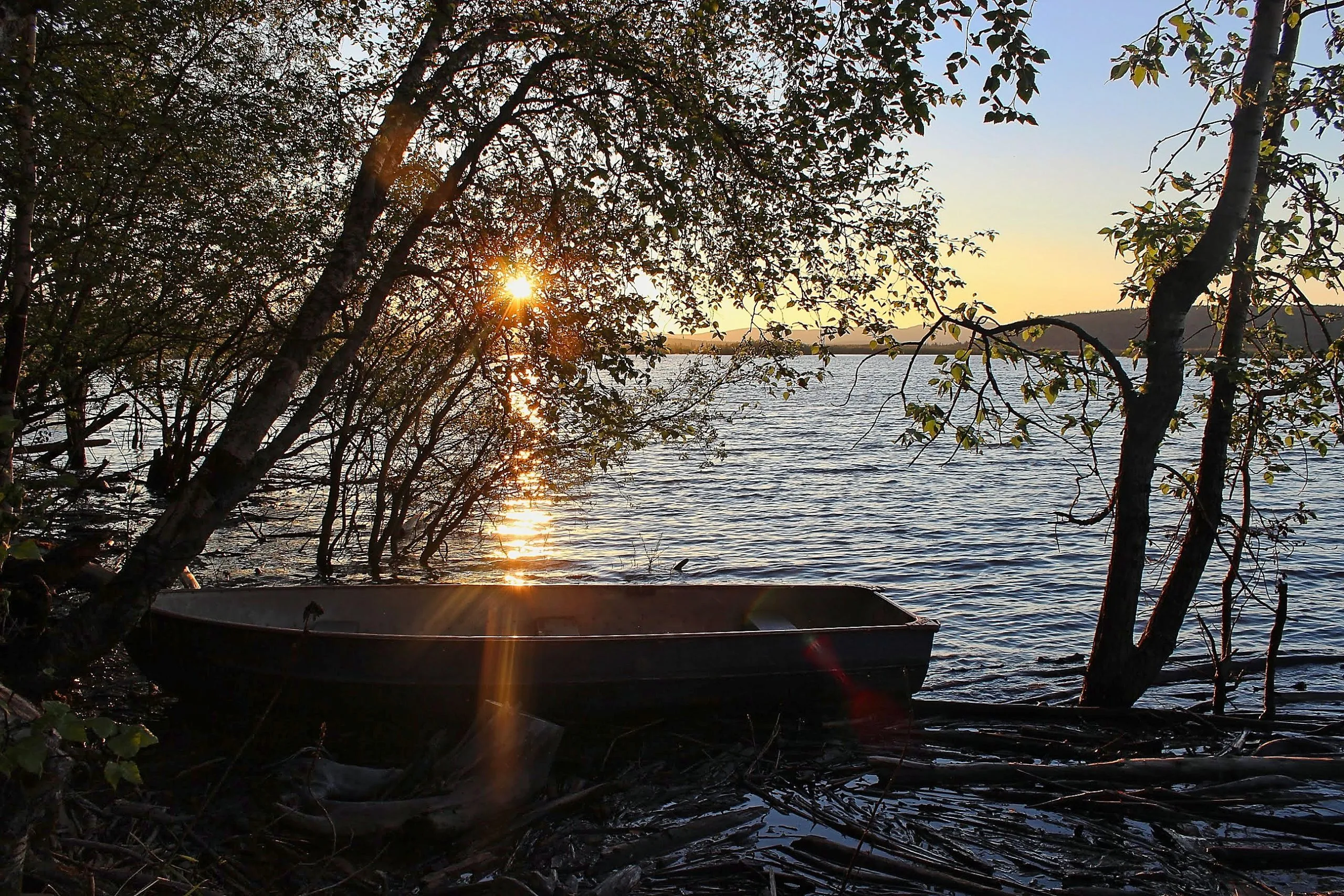Rowboat on the Yukon River shore beneath leaning trees at midnight sun, Alaska.