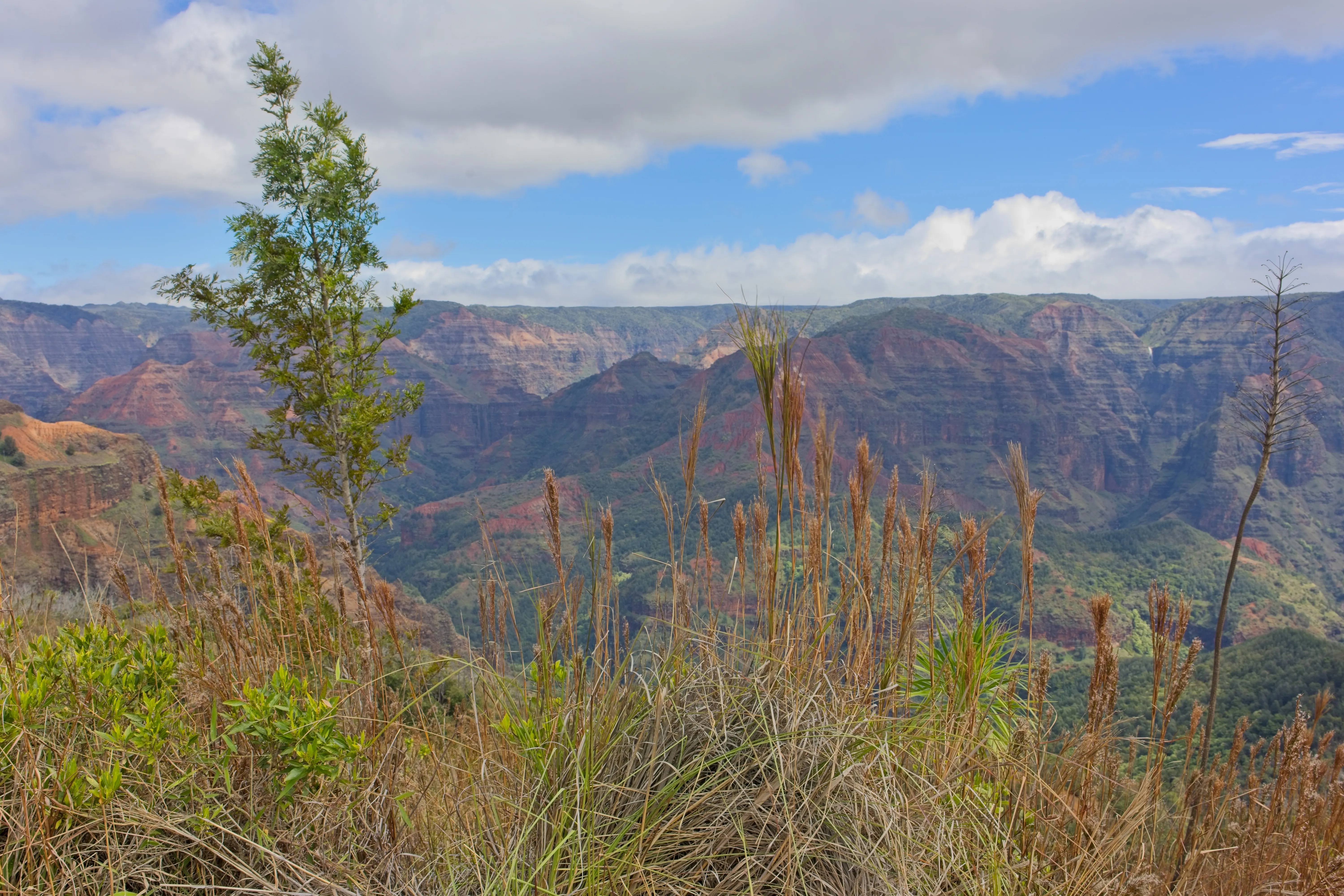 Waimea Canyon vista with dry grasses in the foreground and blue sky, Kauai.