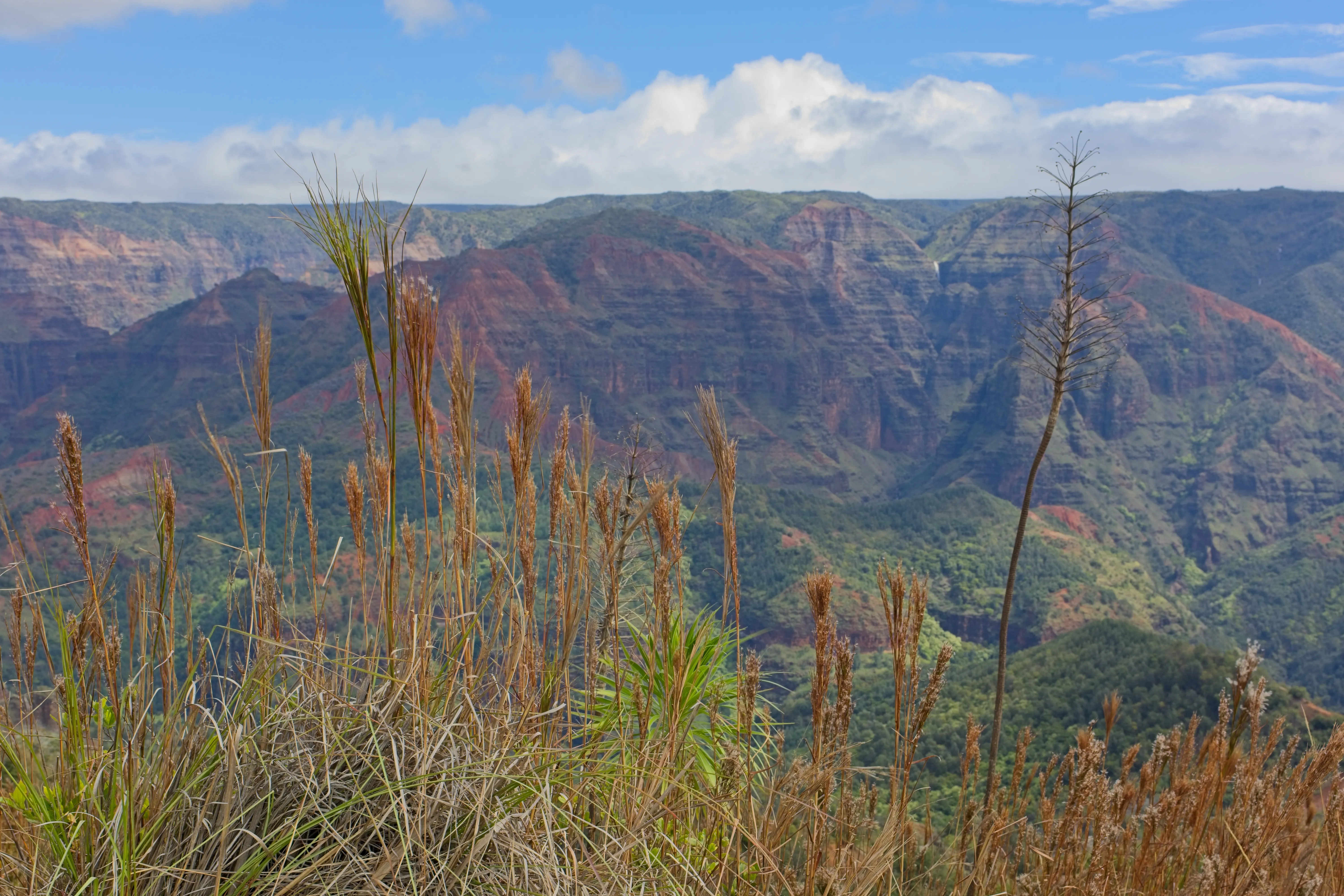 Canyon wall of red rock and green forest seen through tall dry grass at Waimea Canyon, Kauai.