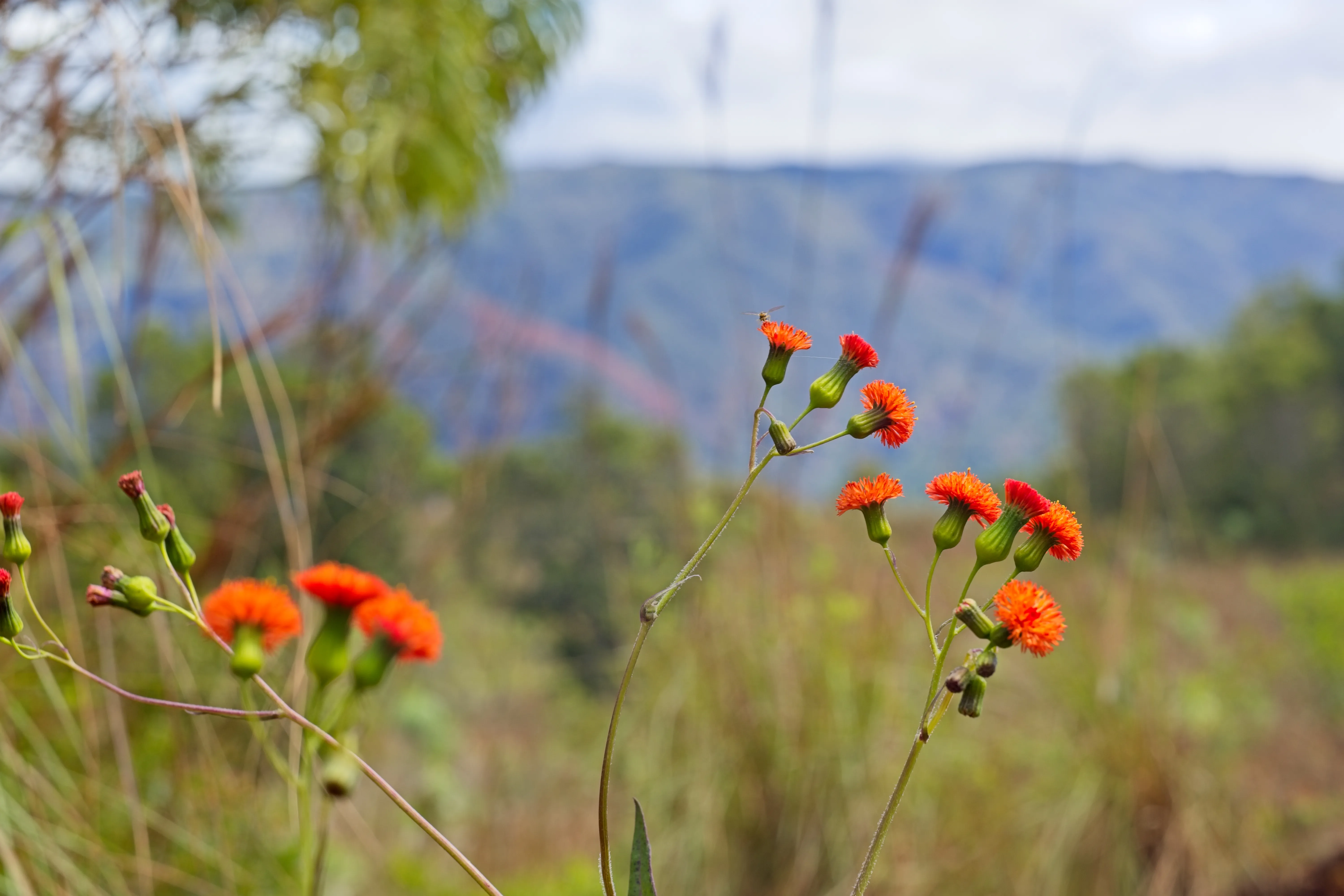 Orange wildflowers with a tiny insect hovering above and canyon hills behind, Kauai.