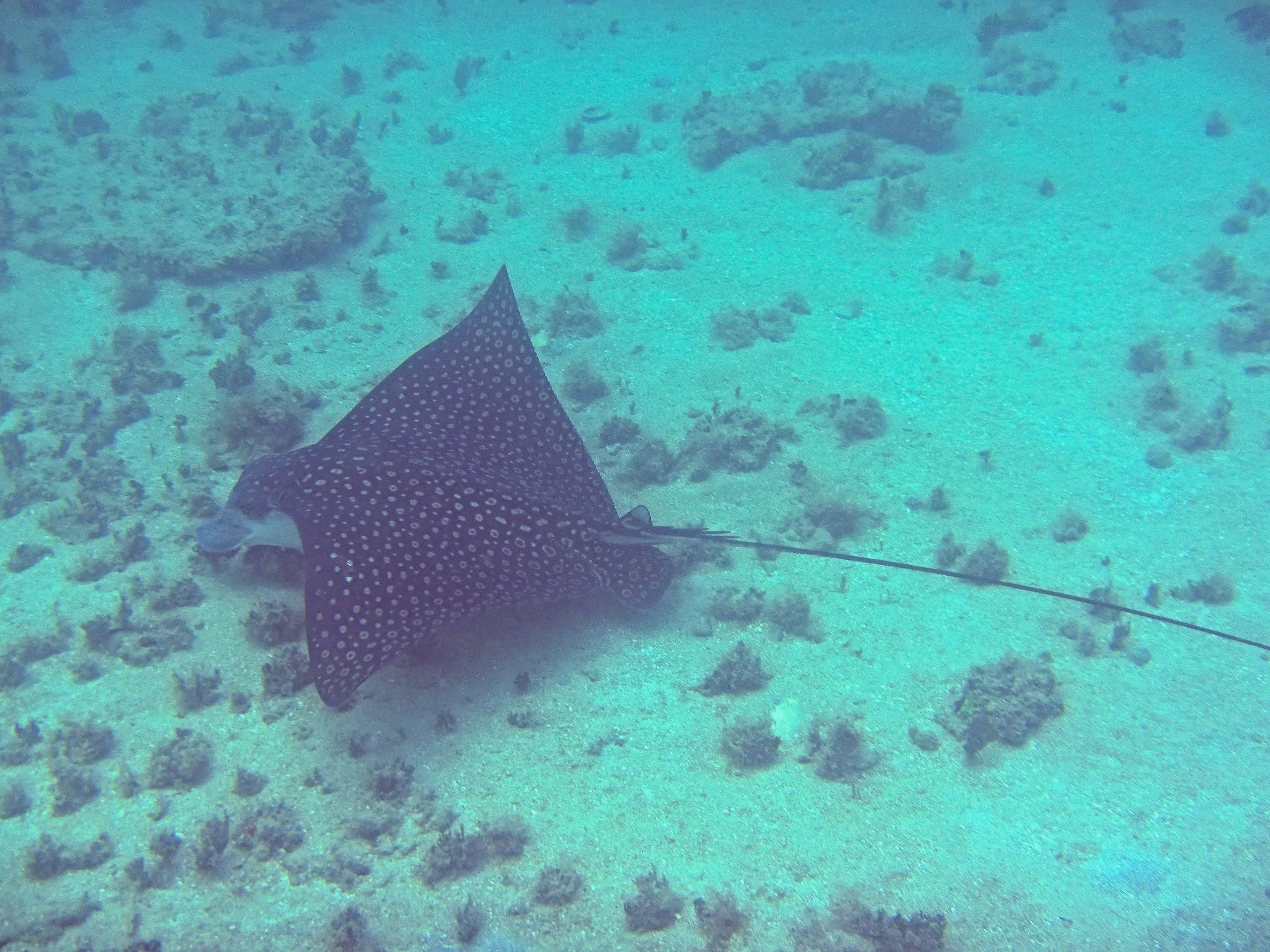 Spotted eagle ray gliding over sandy reef with white-spotted wings at Green Beach, Vieques, Puerto Rico.