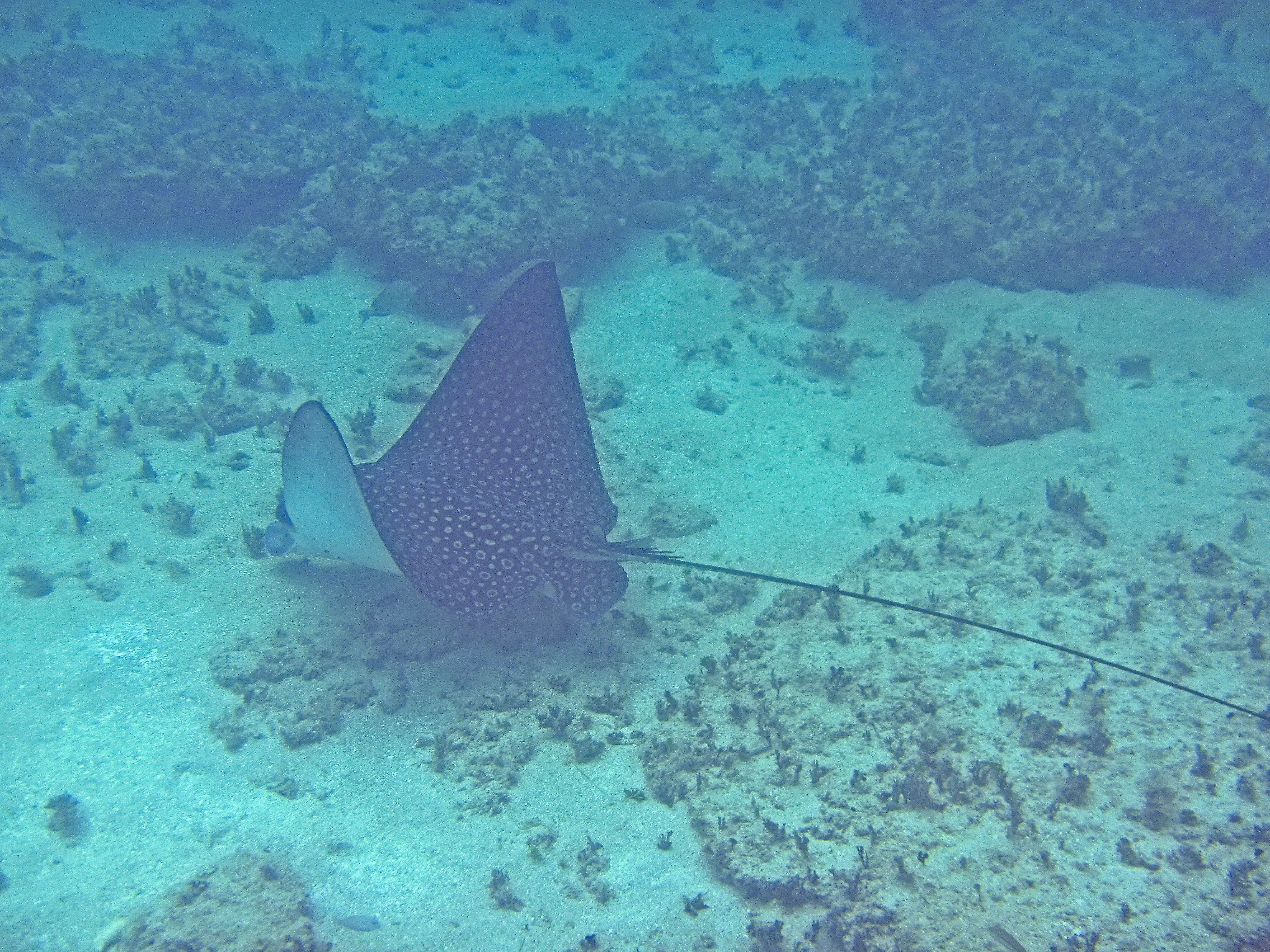Spotted eagle ray gliding over sandy reef with white-spotted wings at Green Beach, Vieques, Puerto Rico.