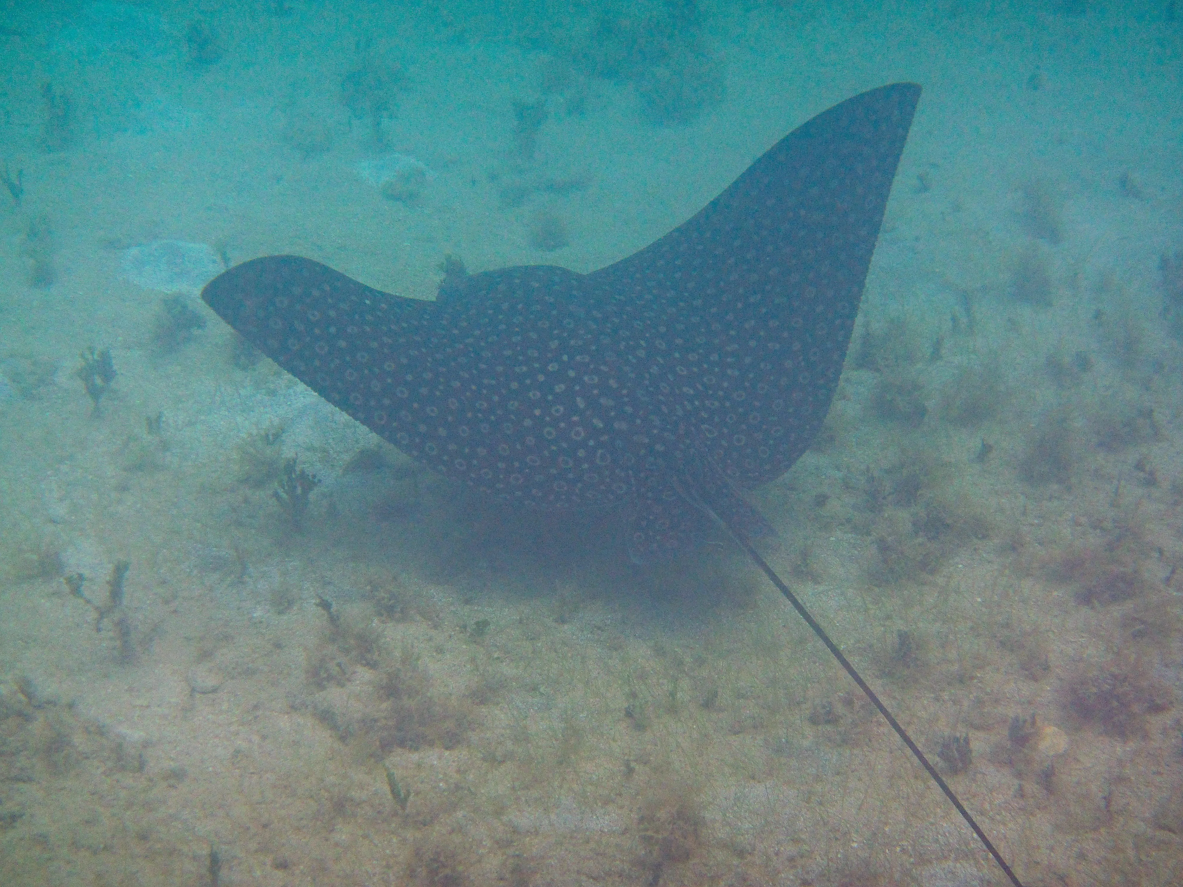 Spotted eagle ray swimming away over seagrass patches at Vieques, Puerto Rico.