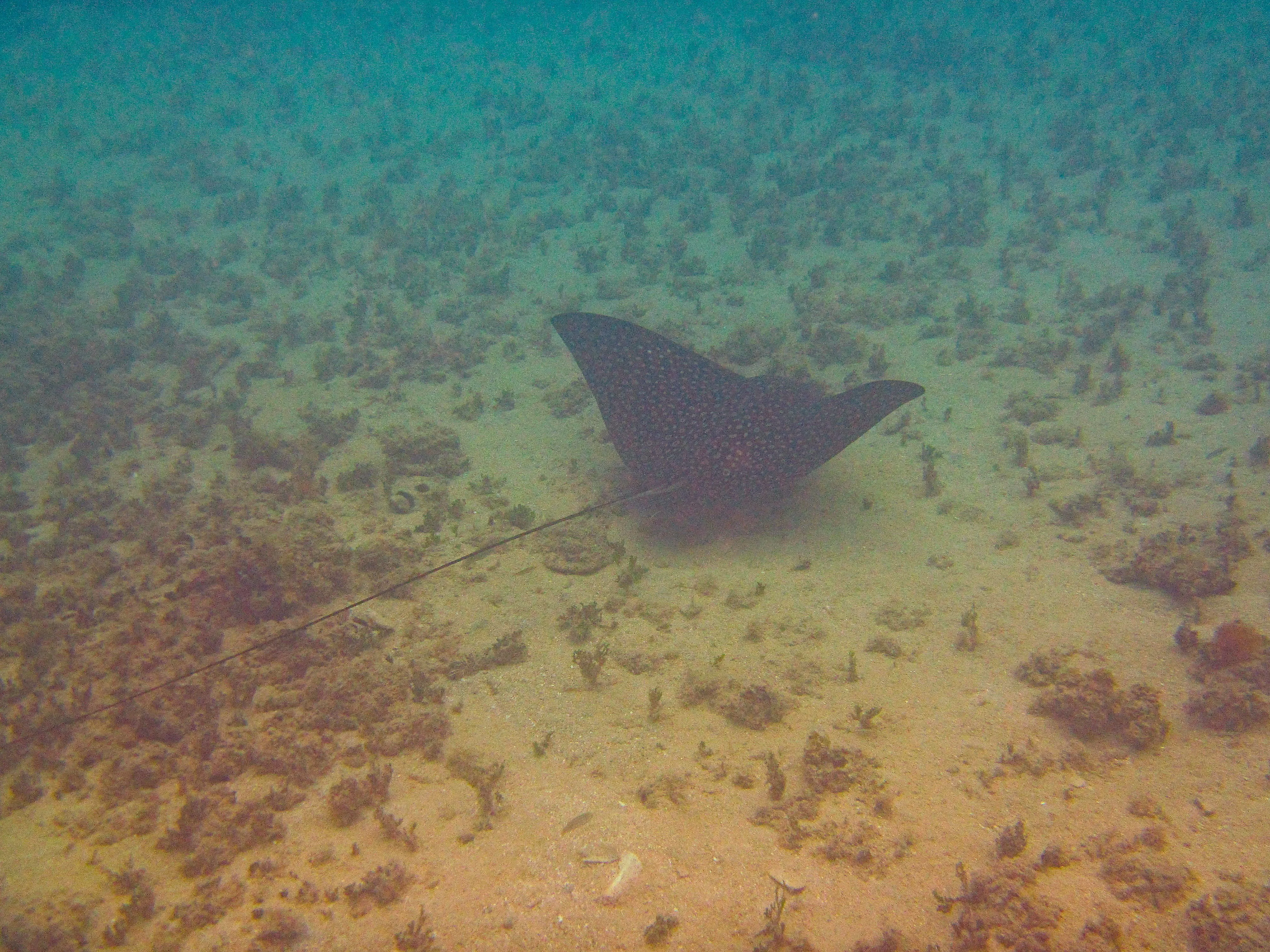 Spotted eagle ray with long tail trailing over sandy seabed at Vieques.
