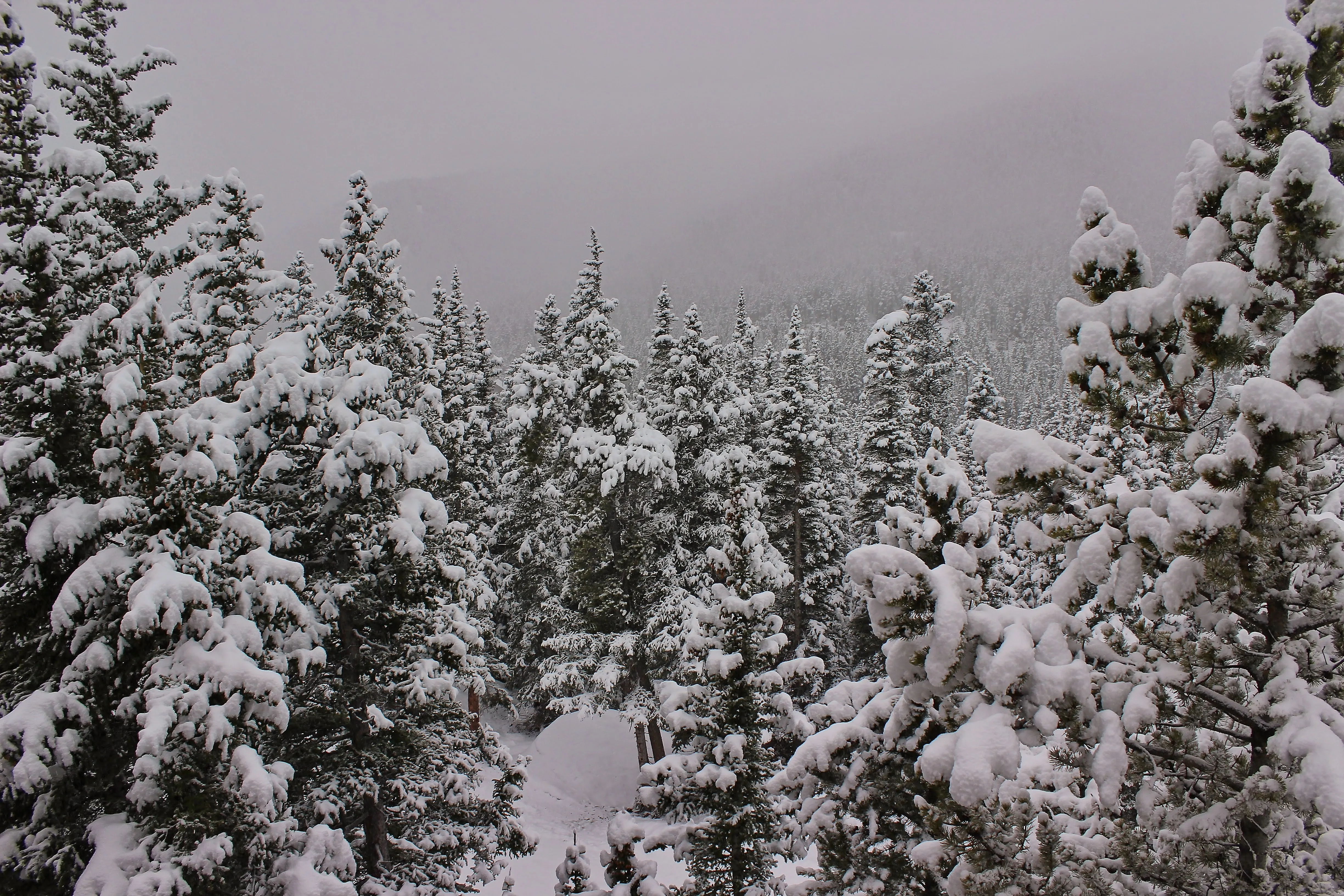 Snow-laden evergreens in misty forest near Silver Lake, Idaho Springs, Colorado.