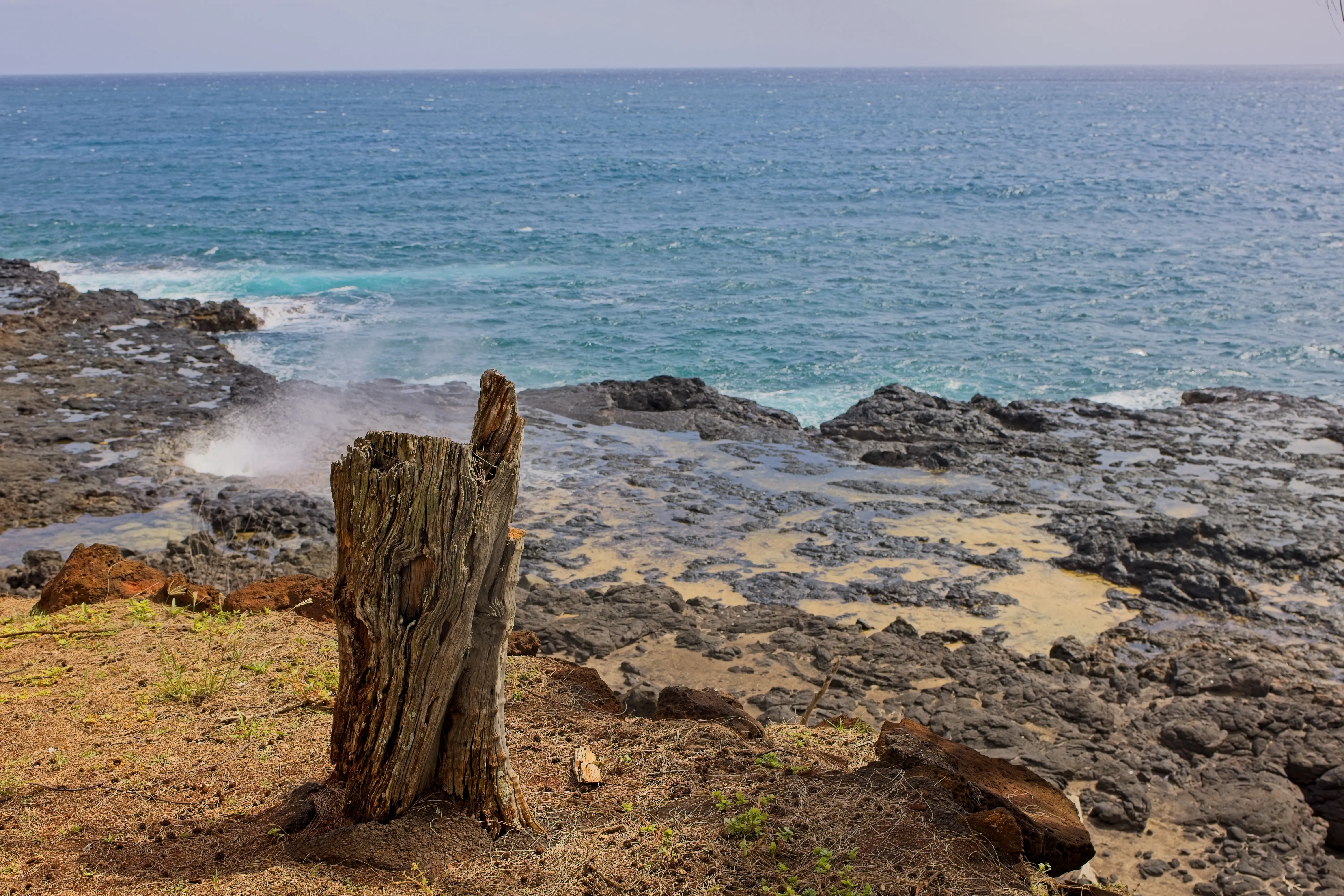 Sea spray shooting from a blowhole beside a weathered stump at Spouting Horn, Kauai.