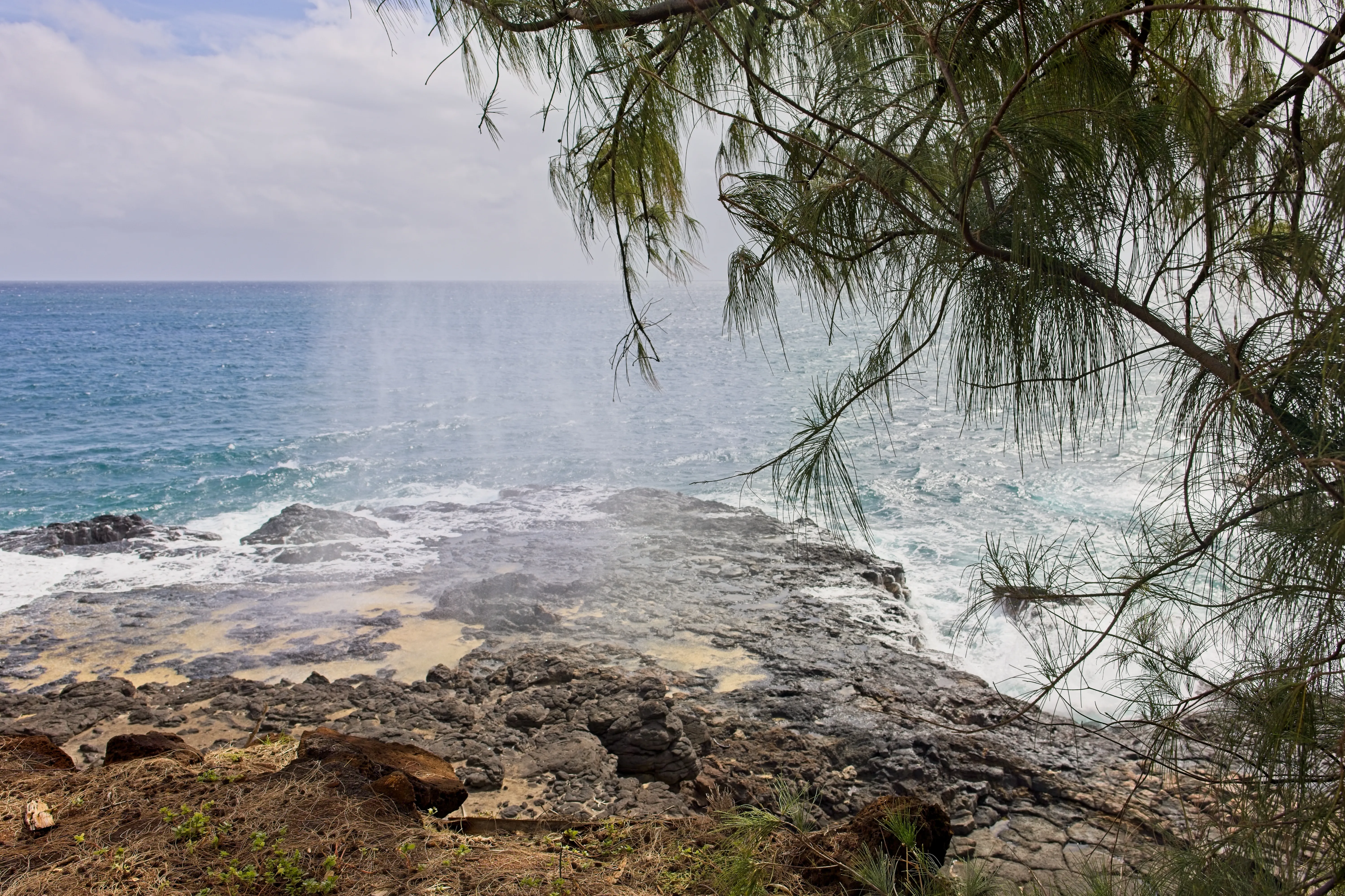 Tall plume of water erupting from Spouting Horn framed by ironwood branches, Kauai.