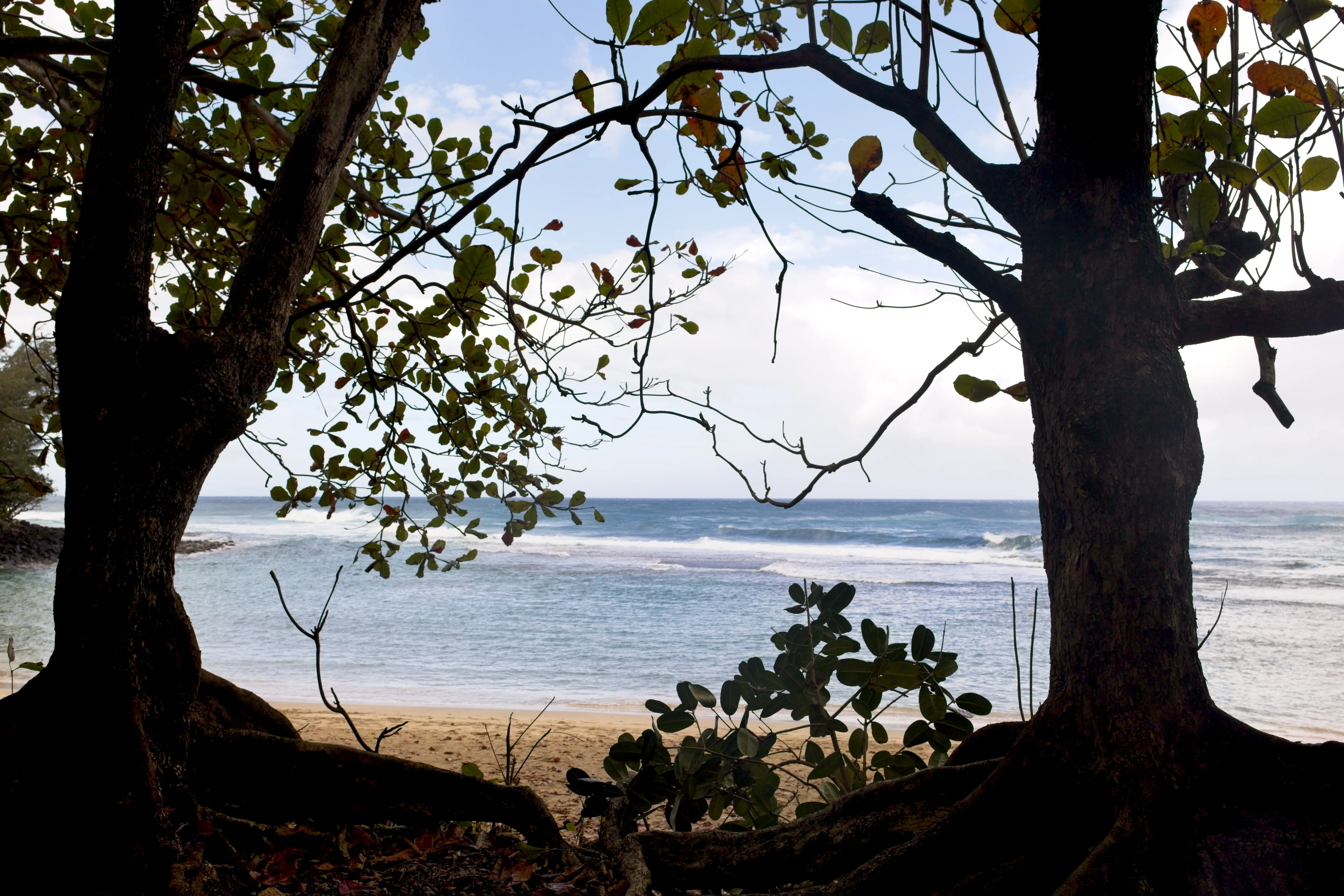 Tropical beach and turquoise water framed by shoreline trees on Kauai, Hawaii.