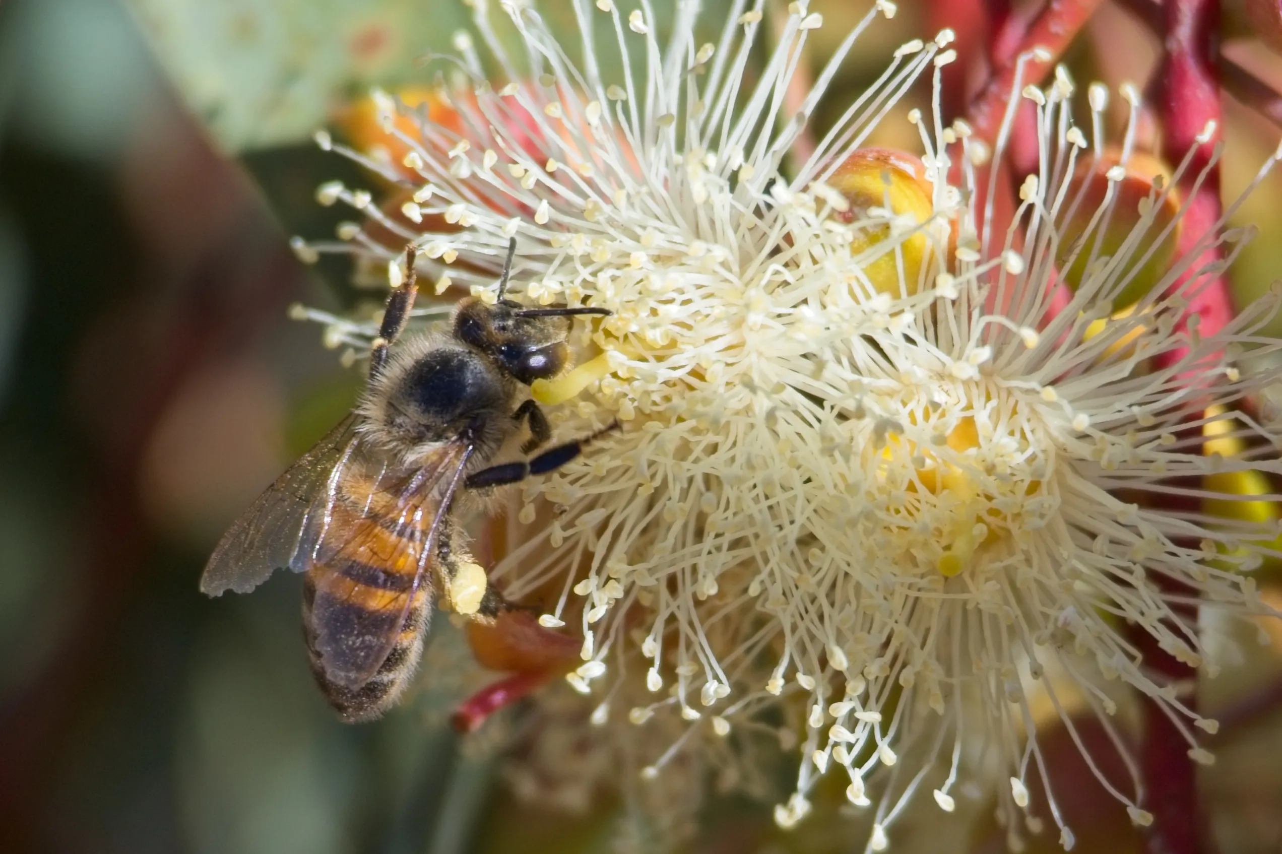 Honey bee with yellow pollen on its leg feeding on white eucalyptus stamens, Lake Murray.