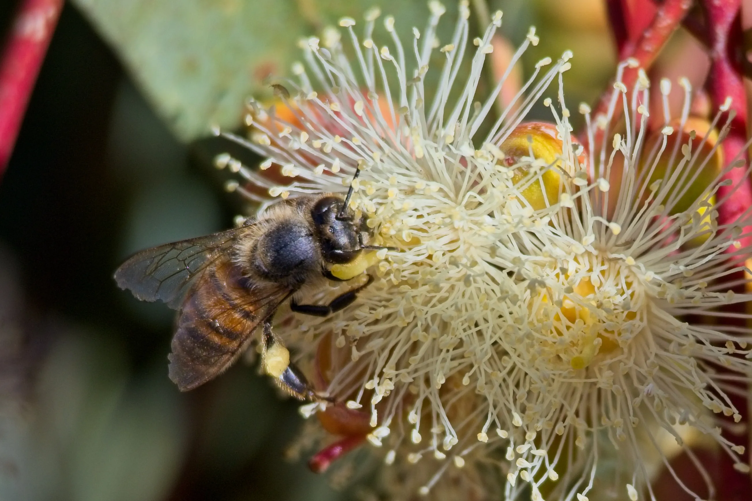 Western honey bee on a white eucalyptus flower at Lake Murray, San Diego, California.