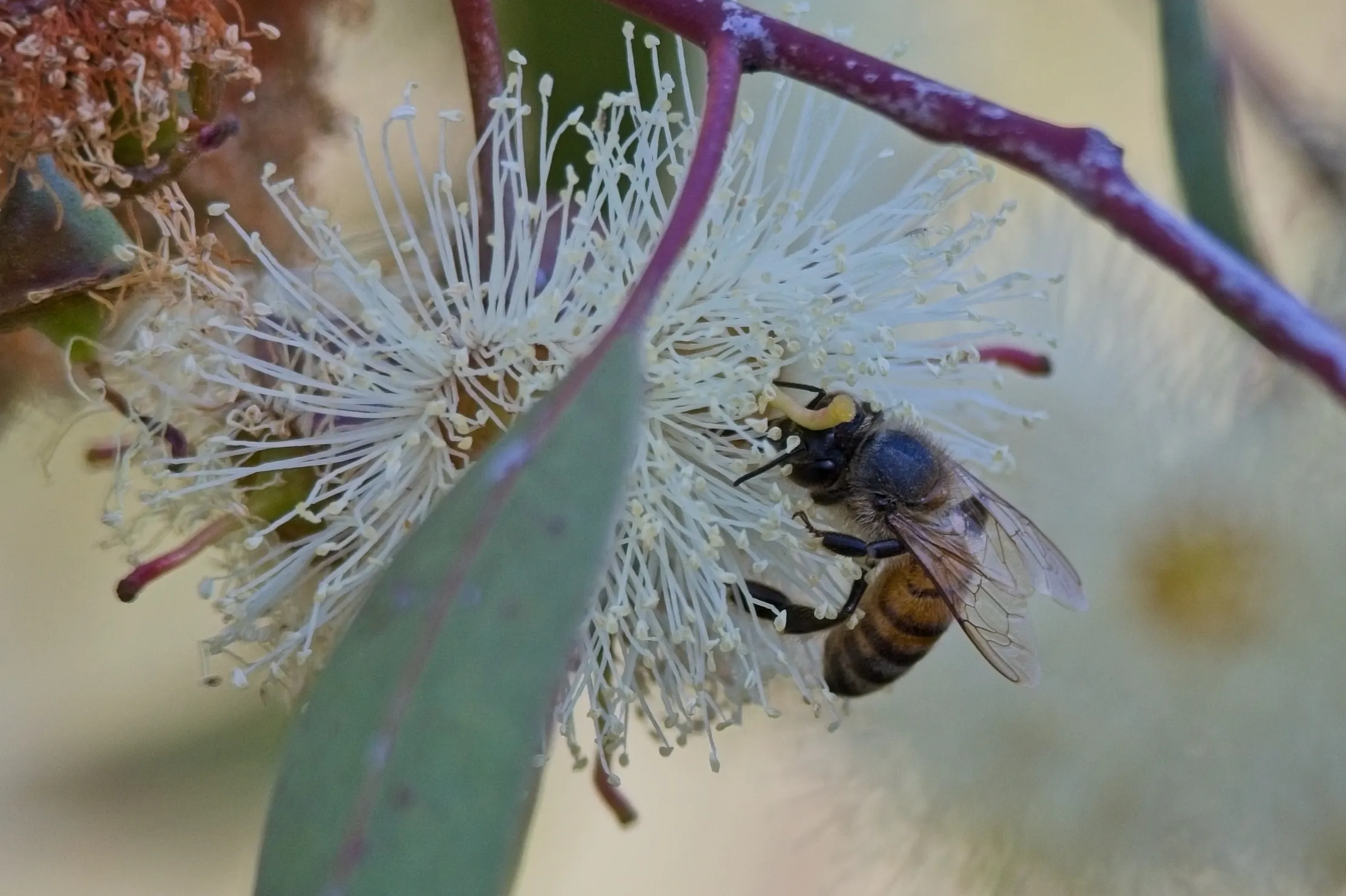 Western honey bee on a white eucalyptus flower at Lake Murray, San Diego, California.