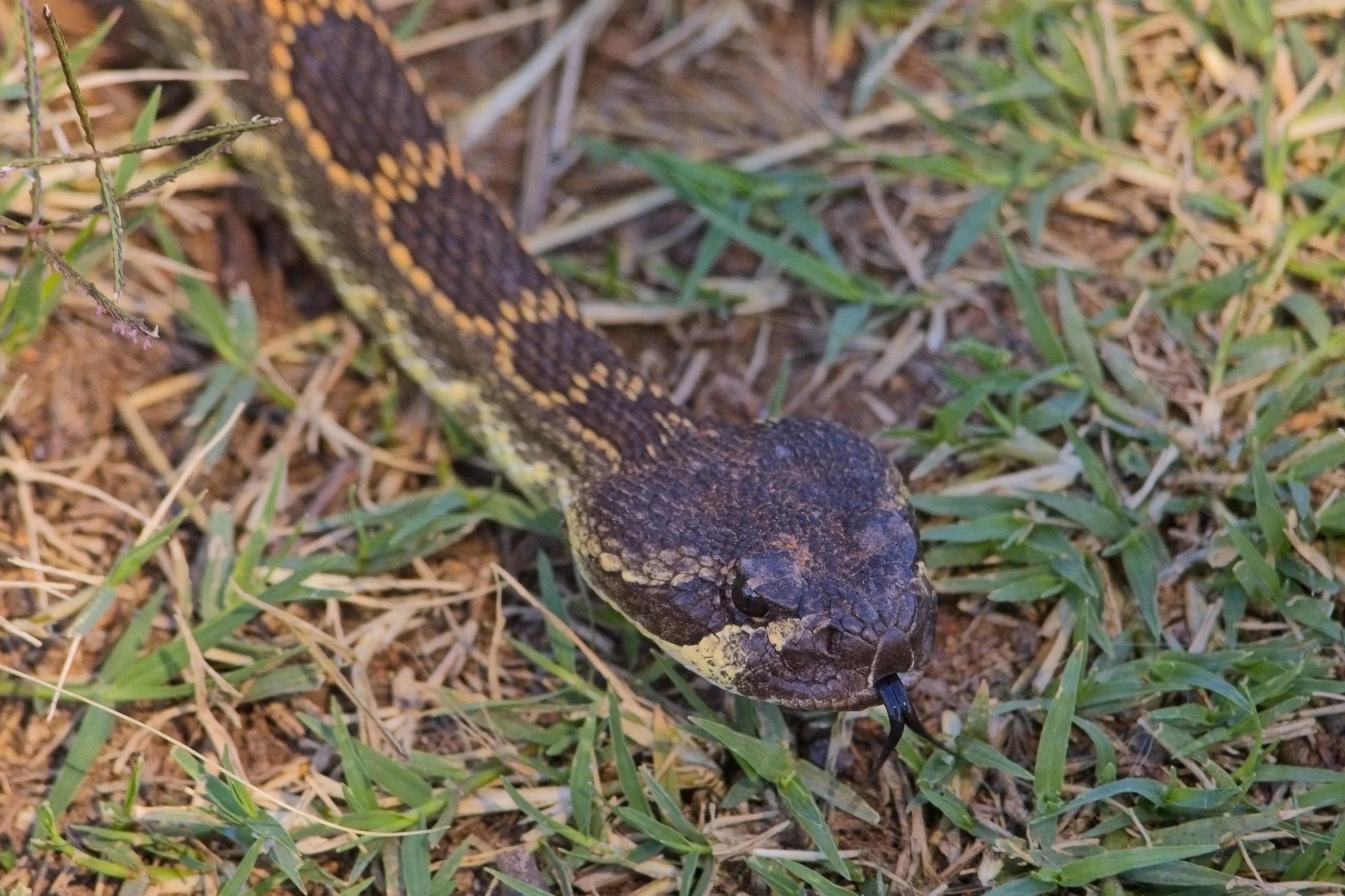 Southern Pacific rattlesnake with forked tongue extended crawling through dry grass, Lake Murray, San Diego.