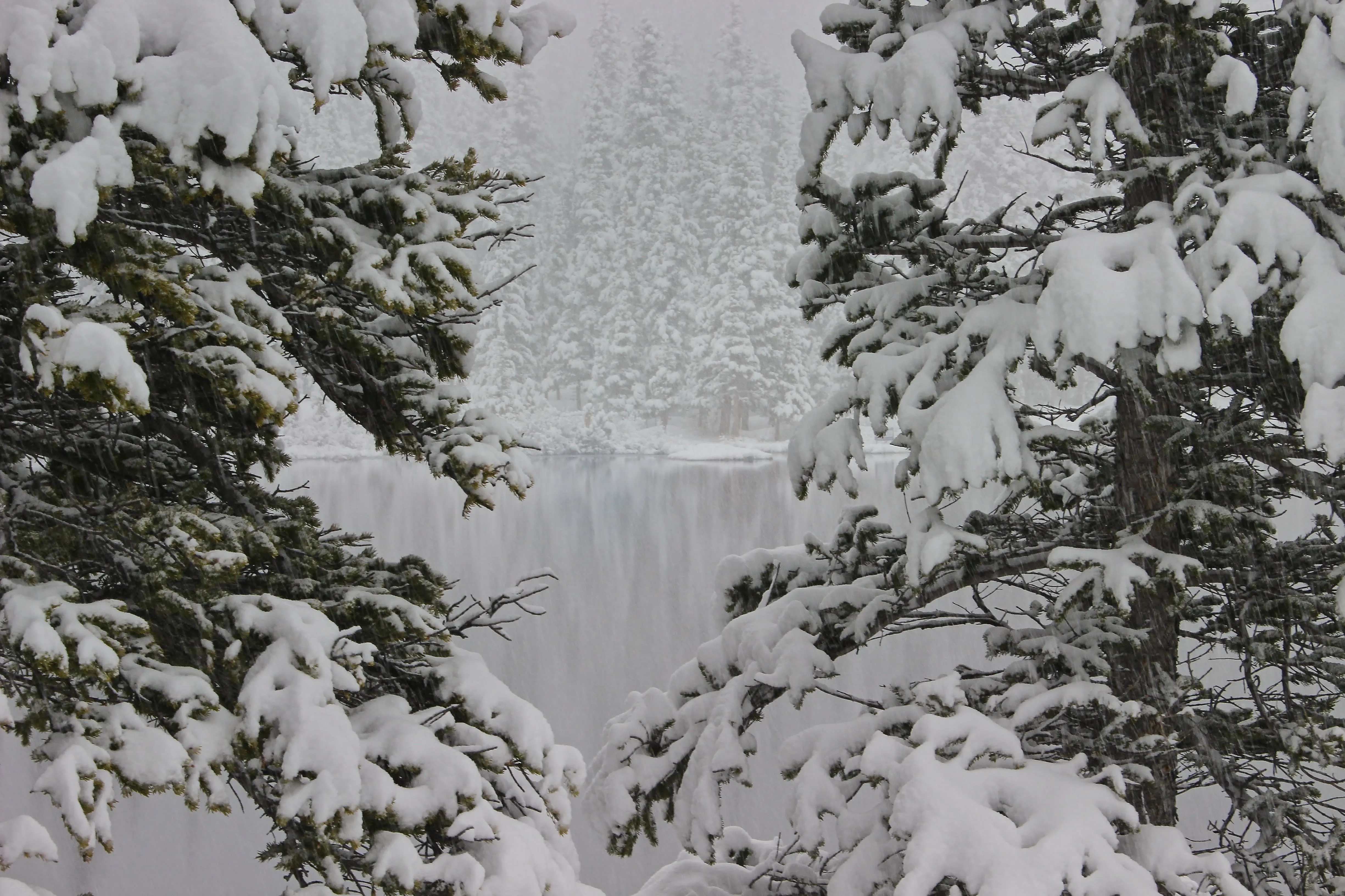 Snow-heavy pine branches framing a misty lake near Silver Lake, Colorado.