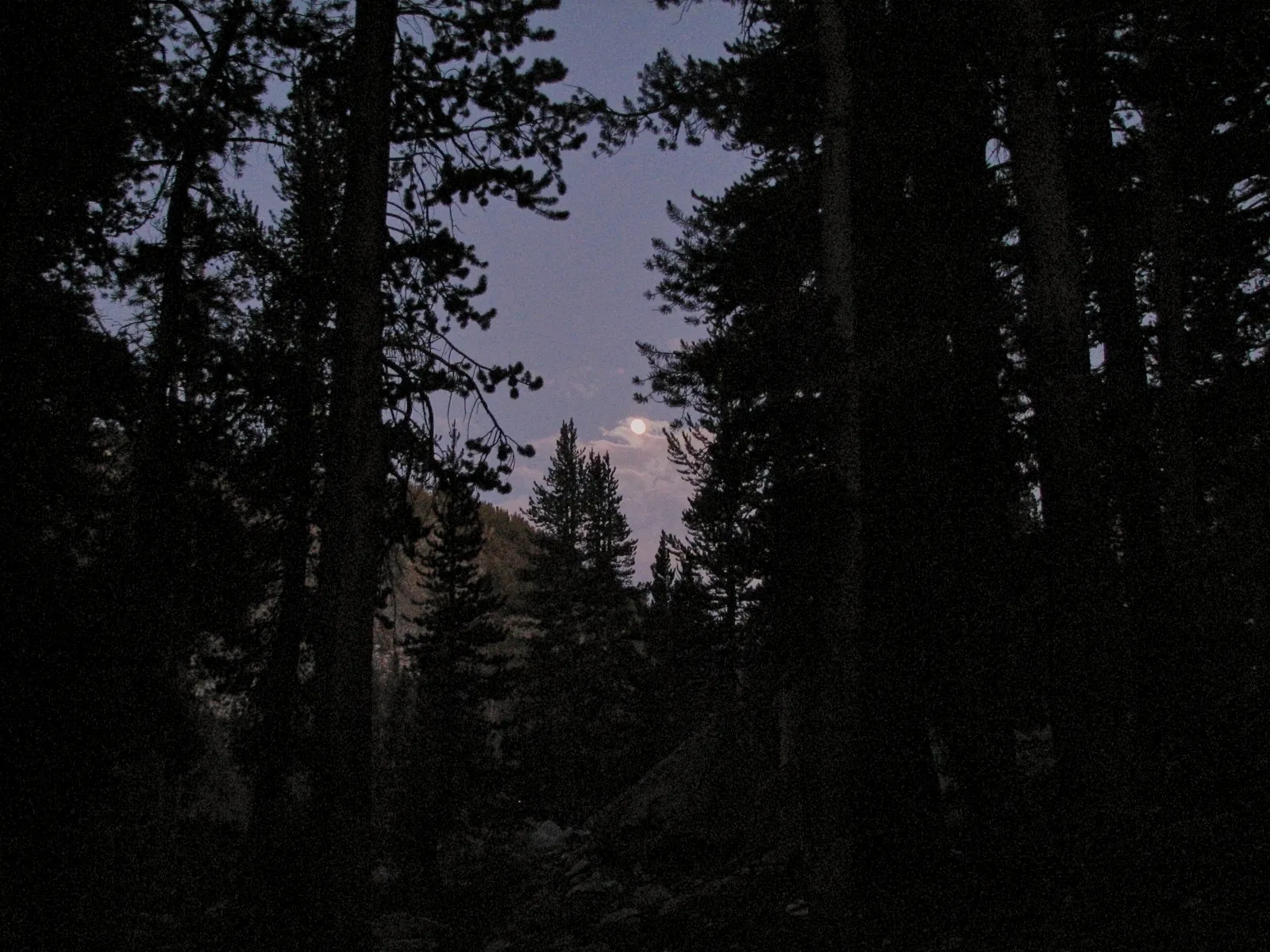 Pale moon glowing through silhouetted pine trees at dusk, John Muir Wilderness.