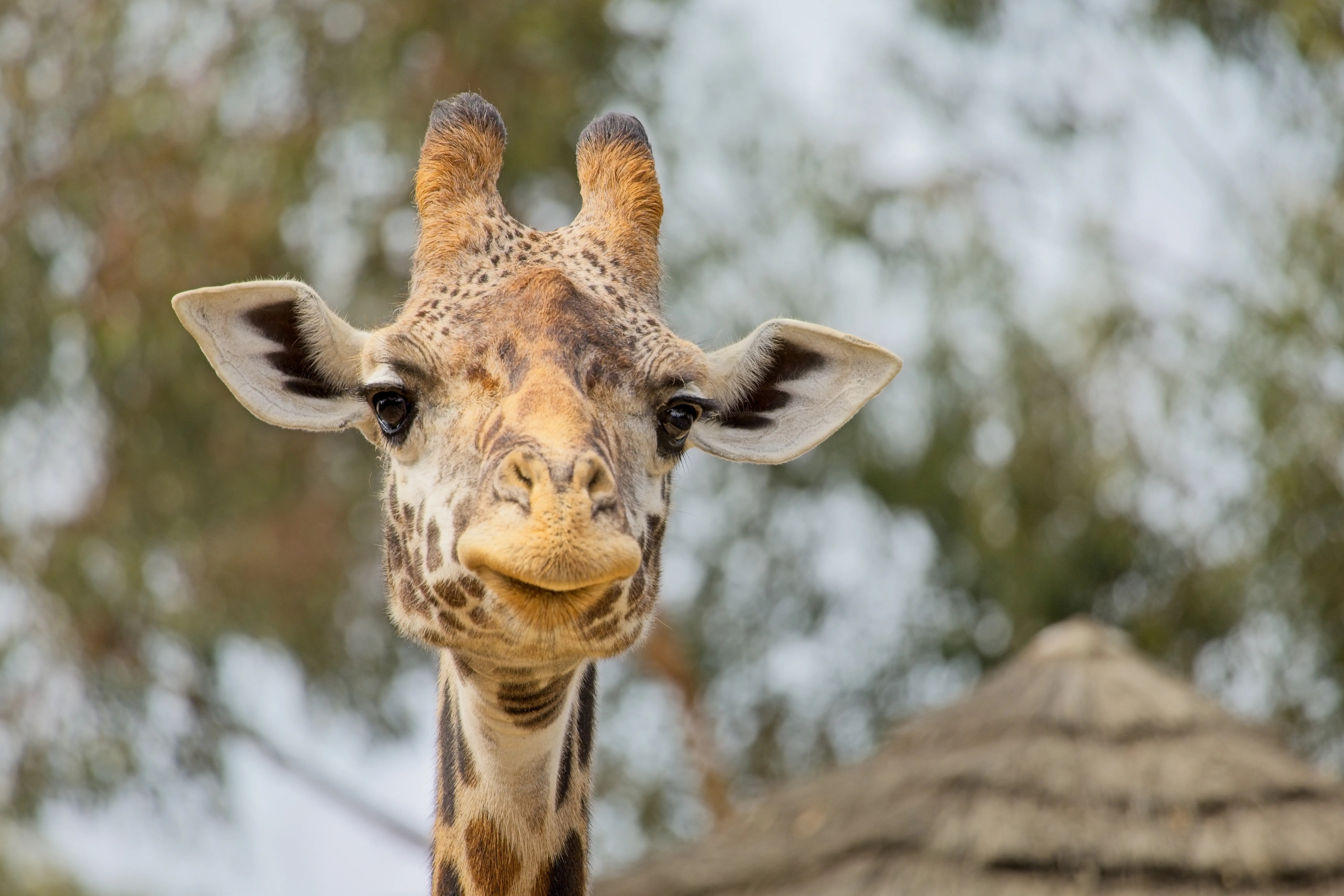 Giraffe facing the camera with thatched-roof building behind at San Diego Zoo.