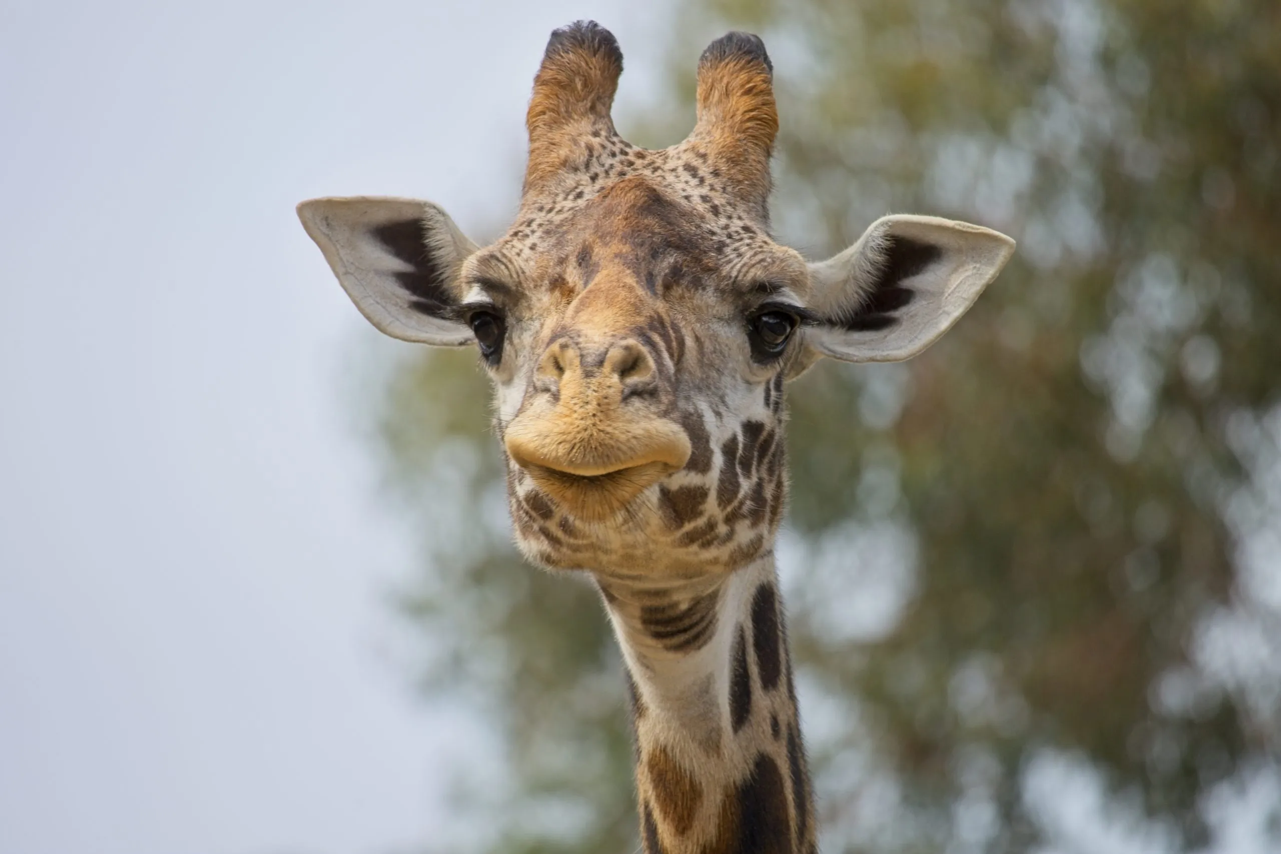 Giraffe looking straight at the camera with patterned face and ossicones at the San Diego Zoo.