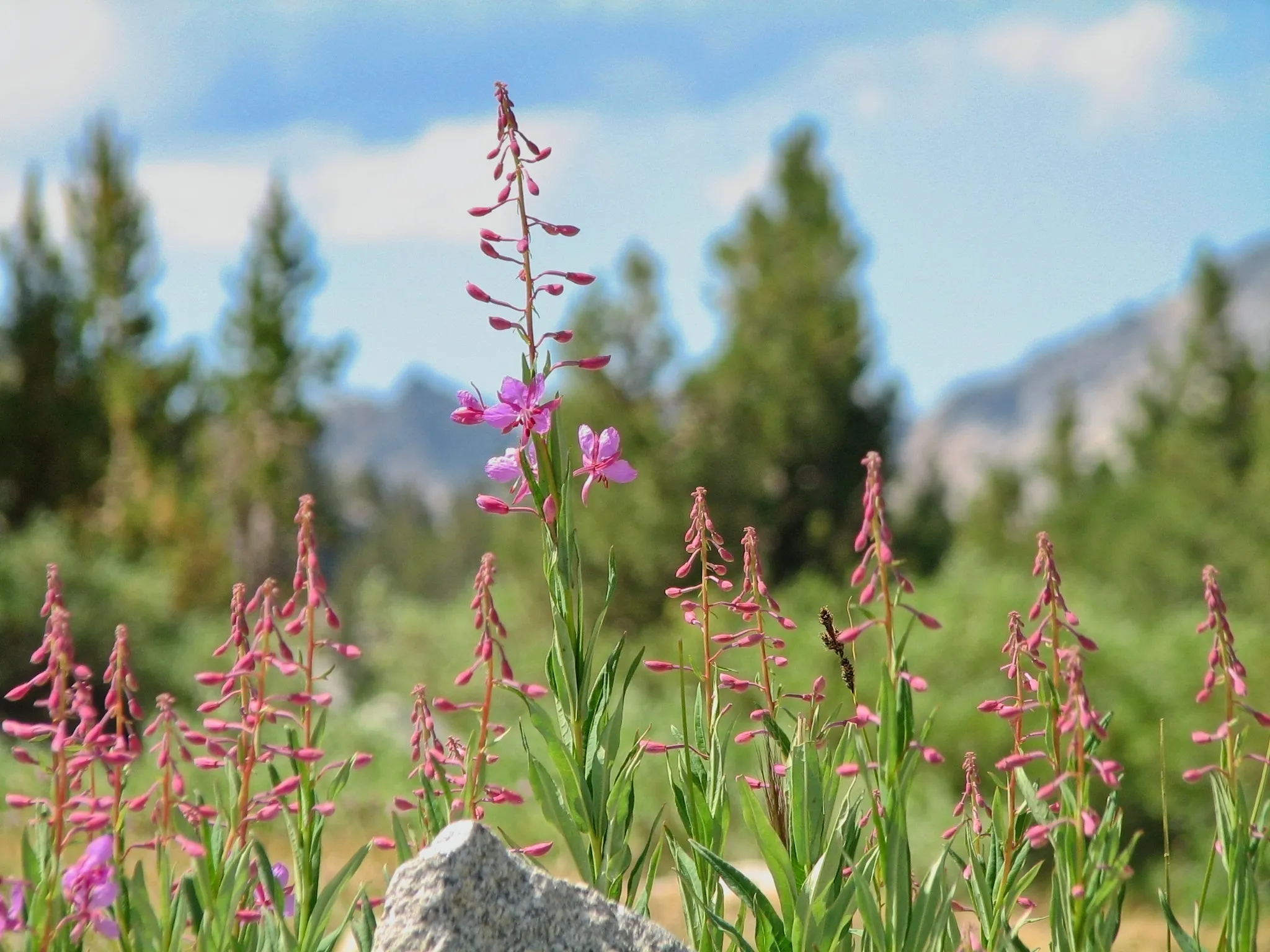 Close-up of pink fireweed blossoms with mountain peaks behind at Lake Virginia.