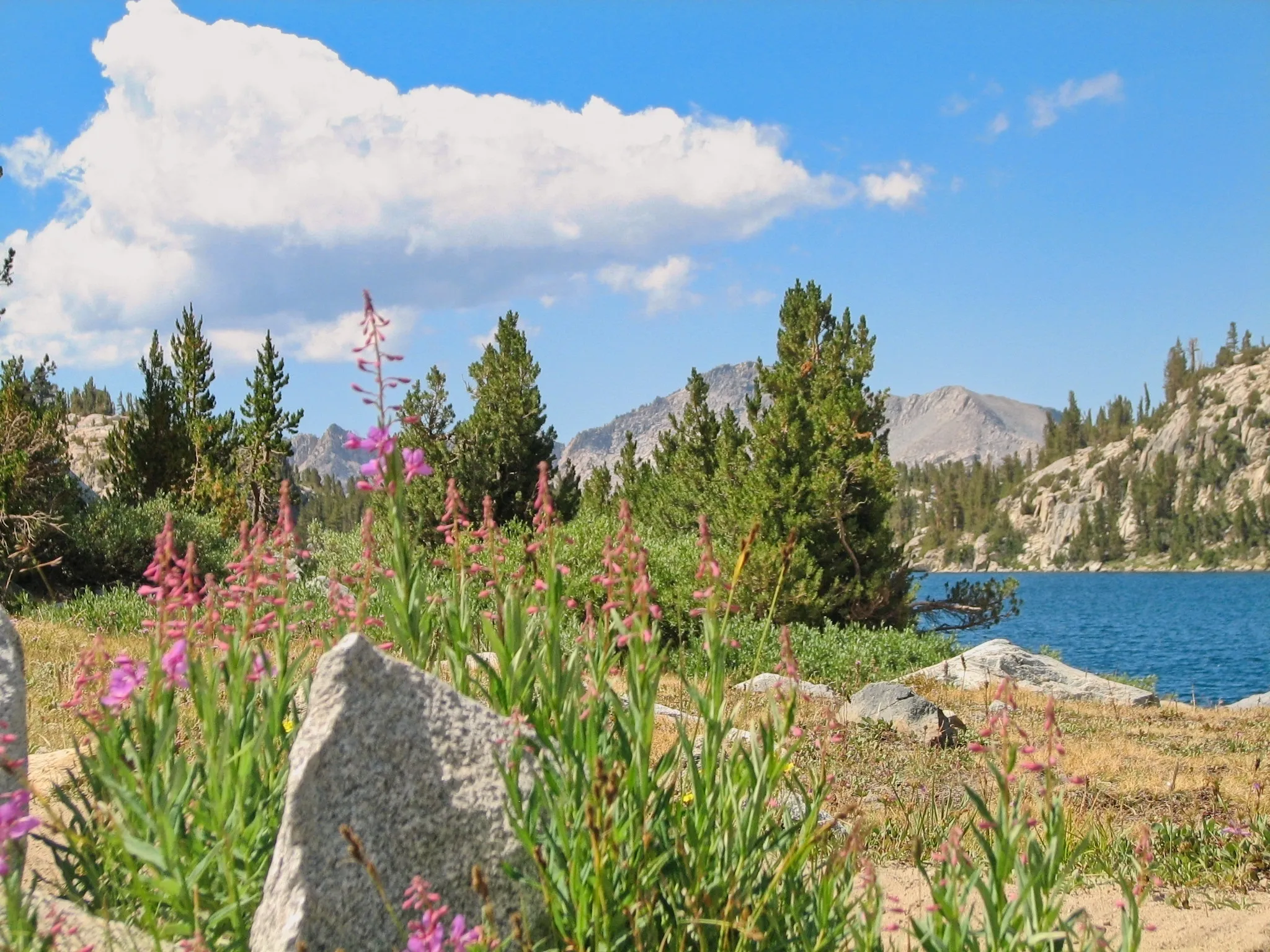 Pink fireweed wildflowers and granite rocks at Lake Virginia in the John Muir Wilderness, California.