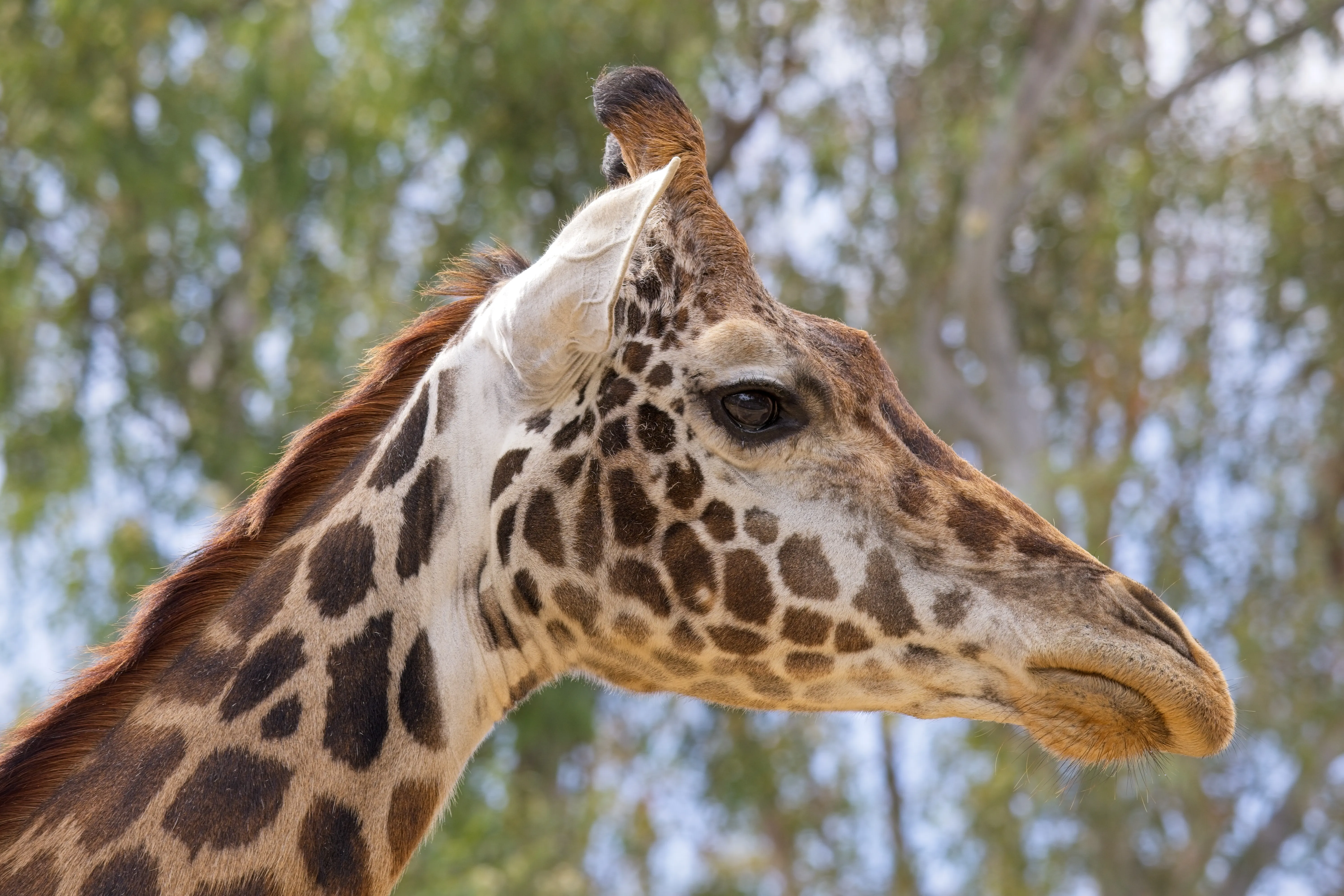 Giraffe in profile with patterned neck at the San Diego Zoo.