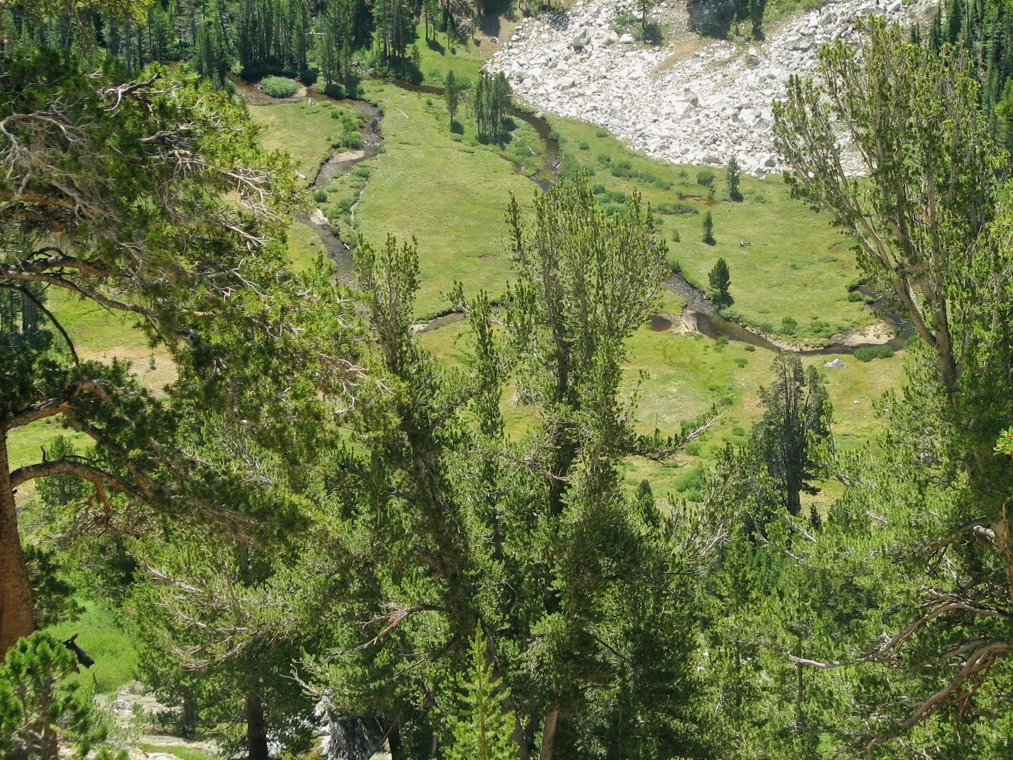 Green meadow with winding stream seen through pine branches, Tully Hole, John Muir Wilderness.