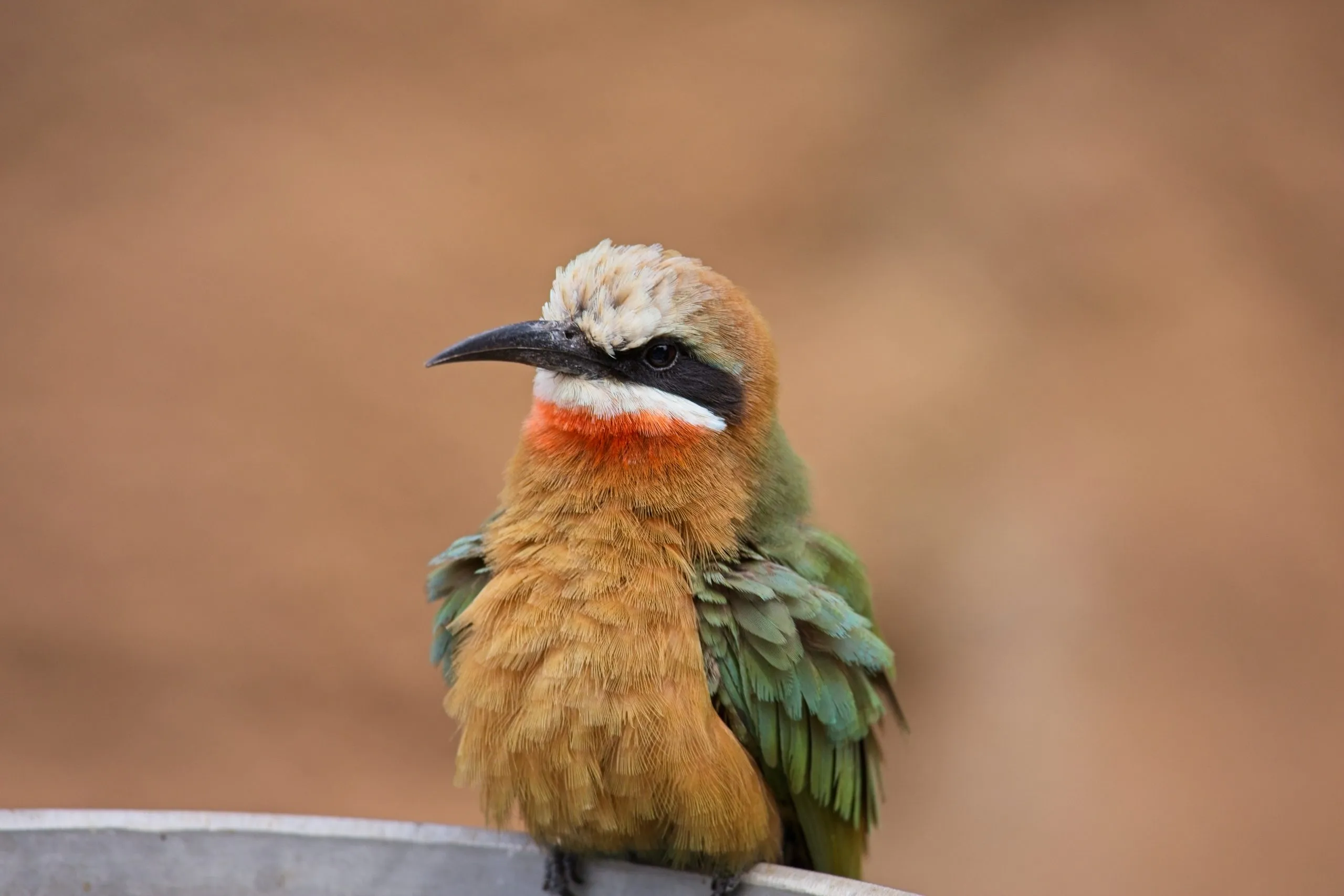 Front-facing white-fronted bee-eater perched on a metal rim, San Diego Zoo.