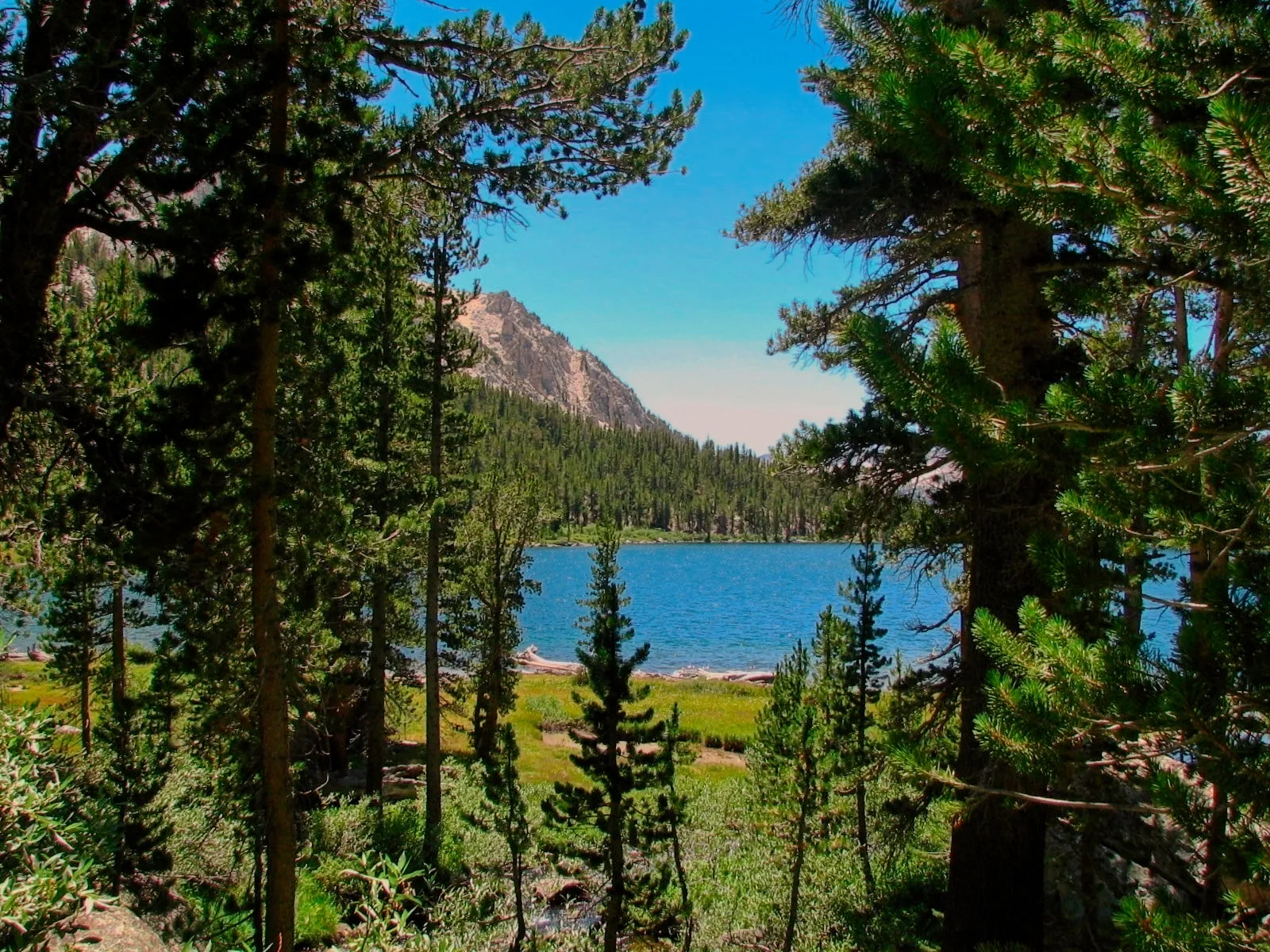 Alpine lake framed by pine trees with a rocky peak above at Purple Lake in the John Muir Wilderness.