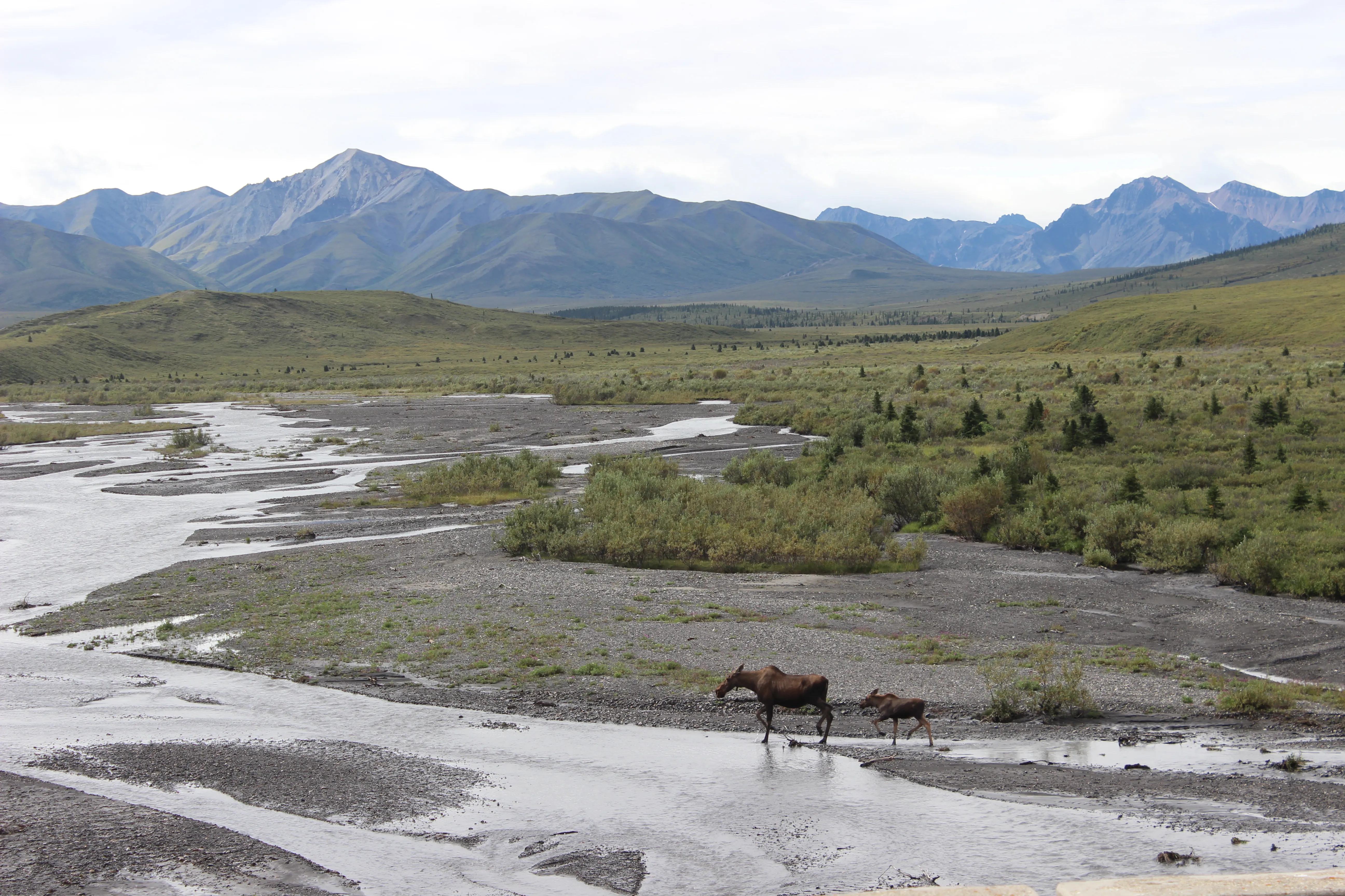 Cow moose and calf in a wide braided river with jagged mountains in Denali, Alaska.