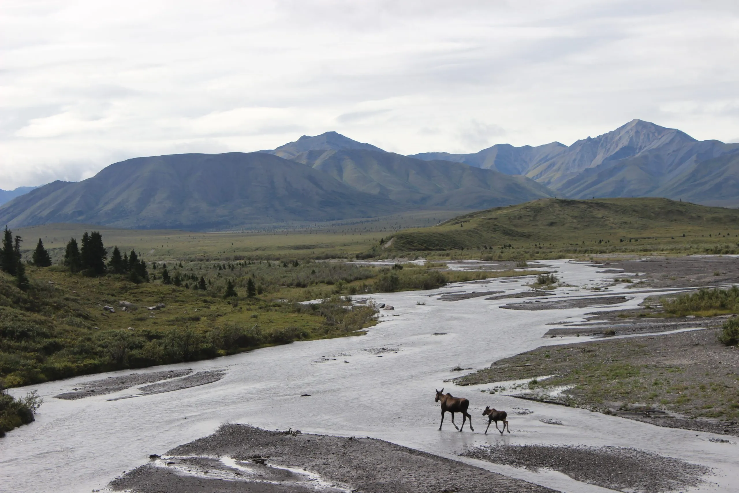 Cow moose and calf wading across a braided river in Denali National Park, Alaska.