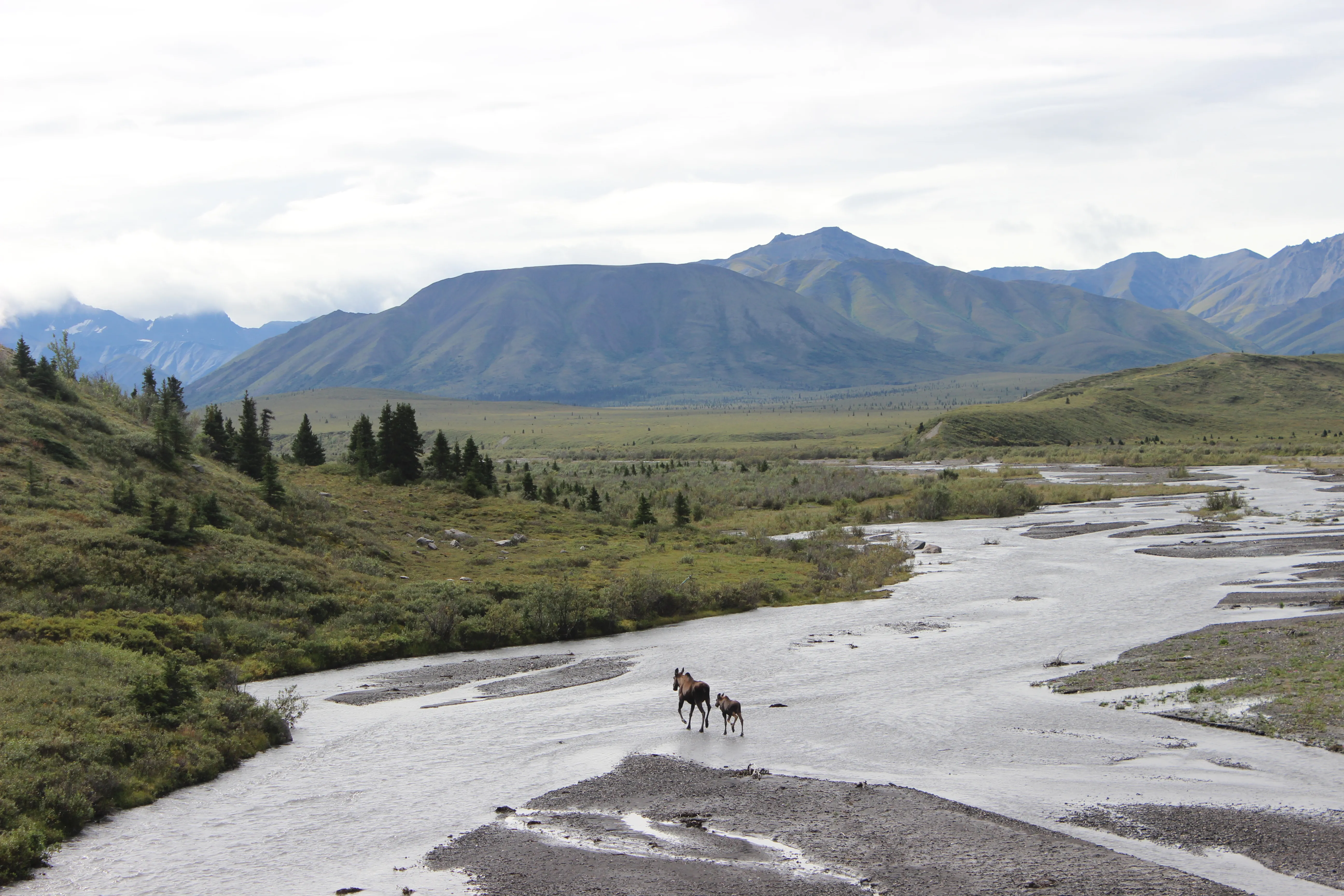 Cow moose and calf crossing a shallow river with green mountains behind them in Denali, Alaska.