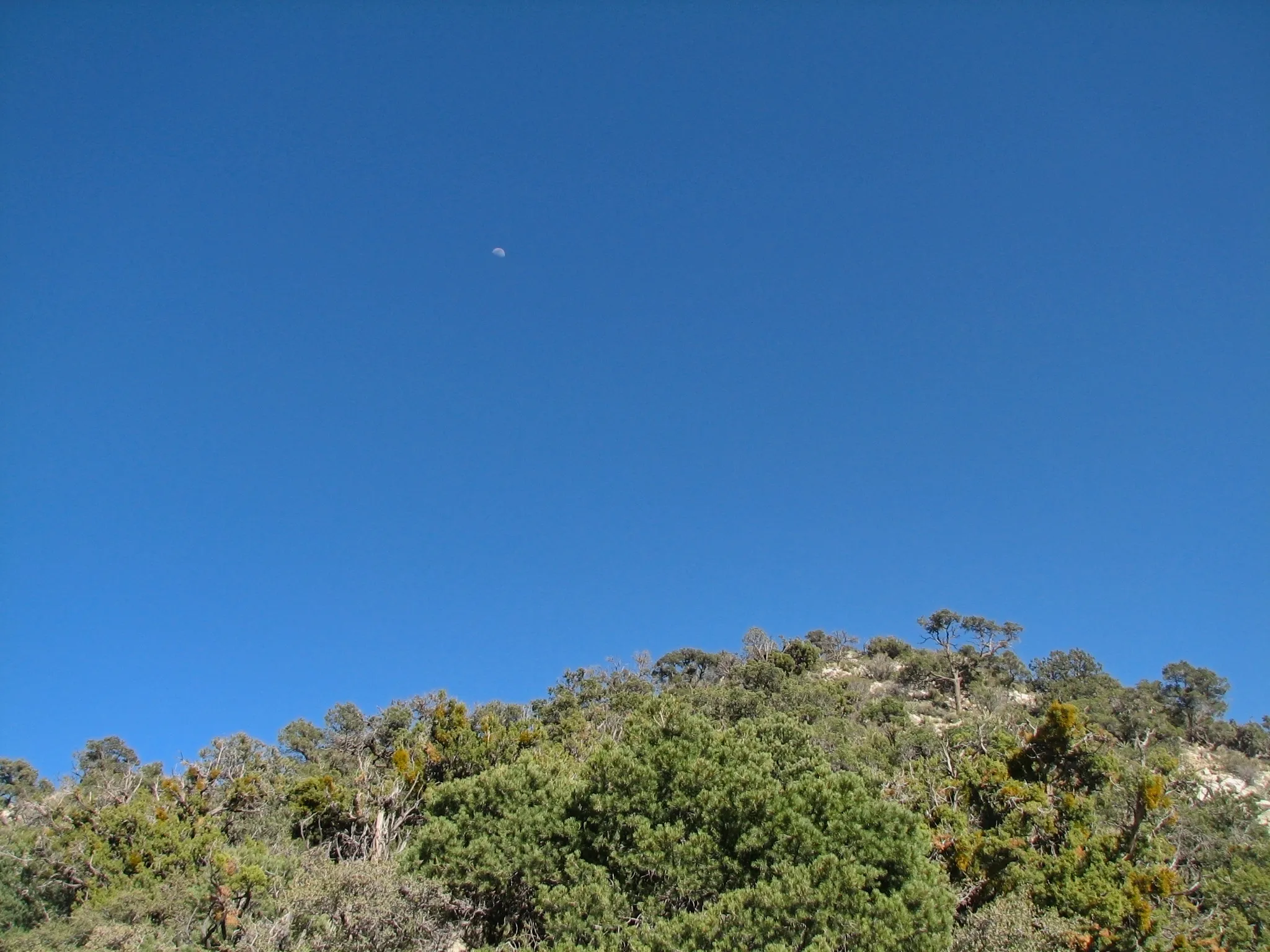 Granite peaks, pinyon pines, and desert washes in the New York Mountains, Mojave National Preserve, California.