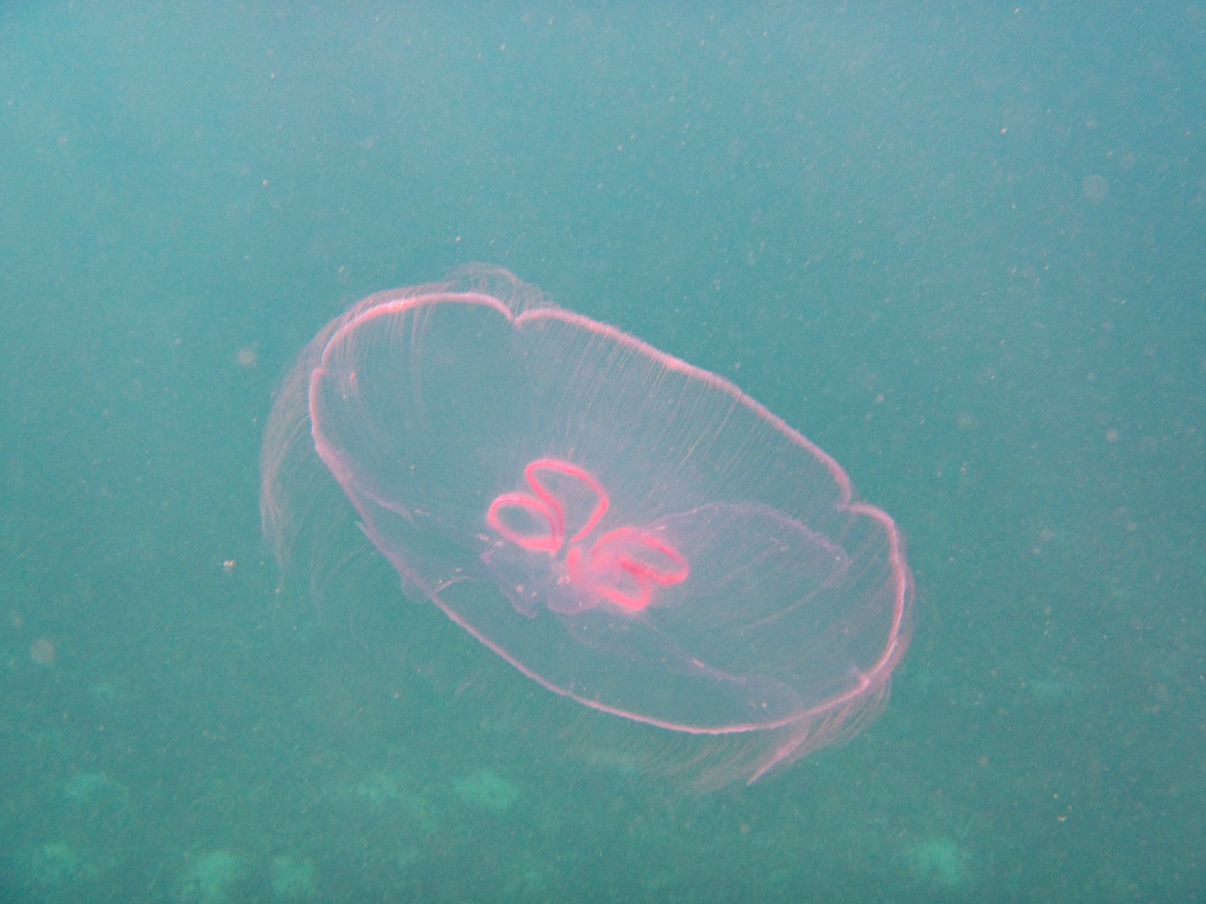 Moon jellyfish seen from below with pink gonads visible at Vieques, Puerto Rico.