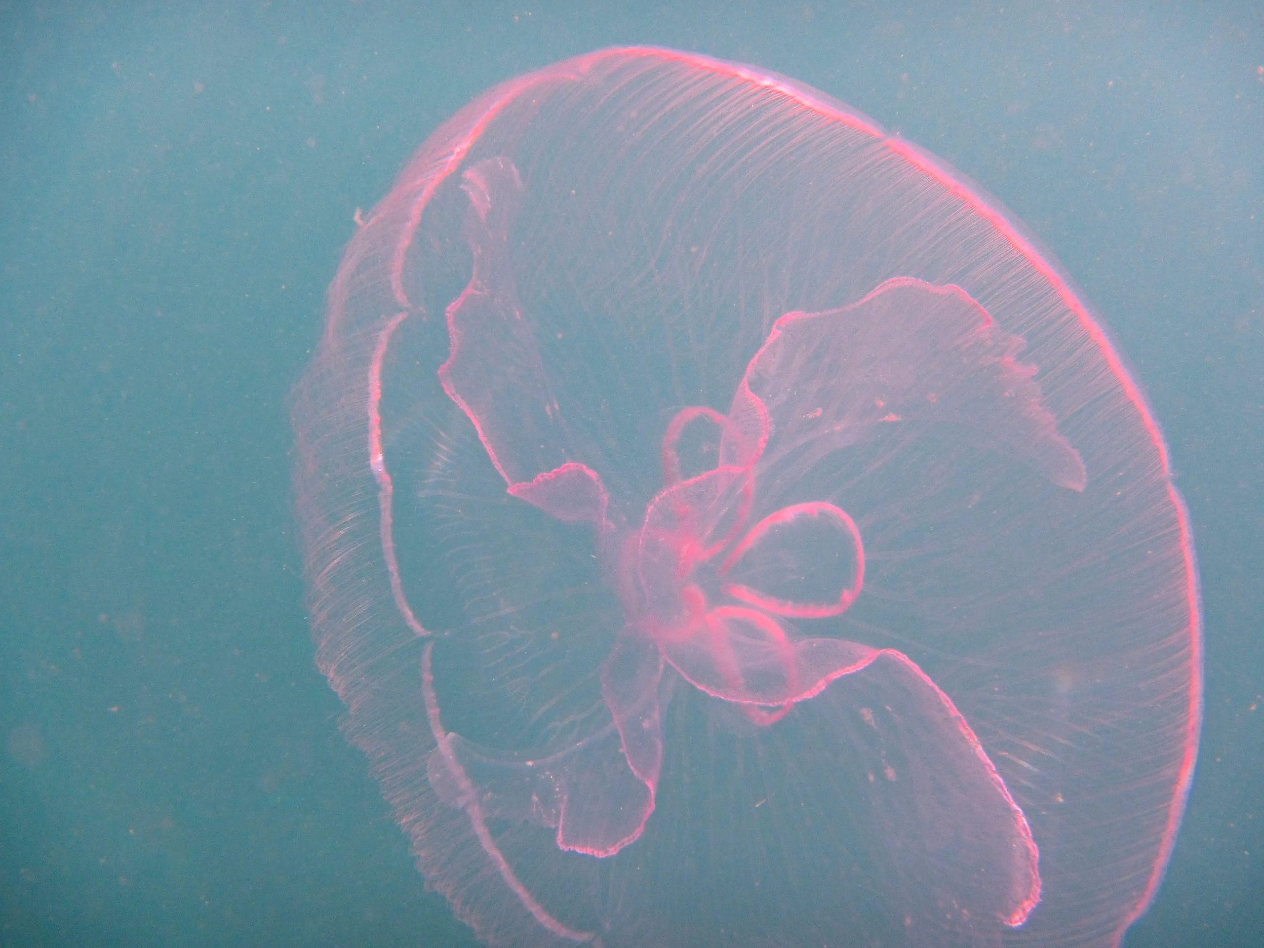 Moon jellyfish with pink four-leaf gonads drifting in the water at Vieques, Puerto Rico.