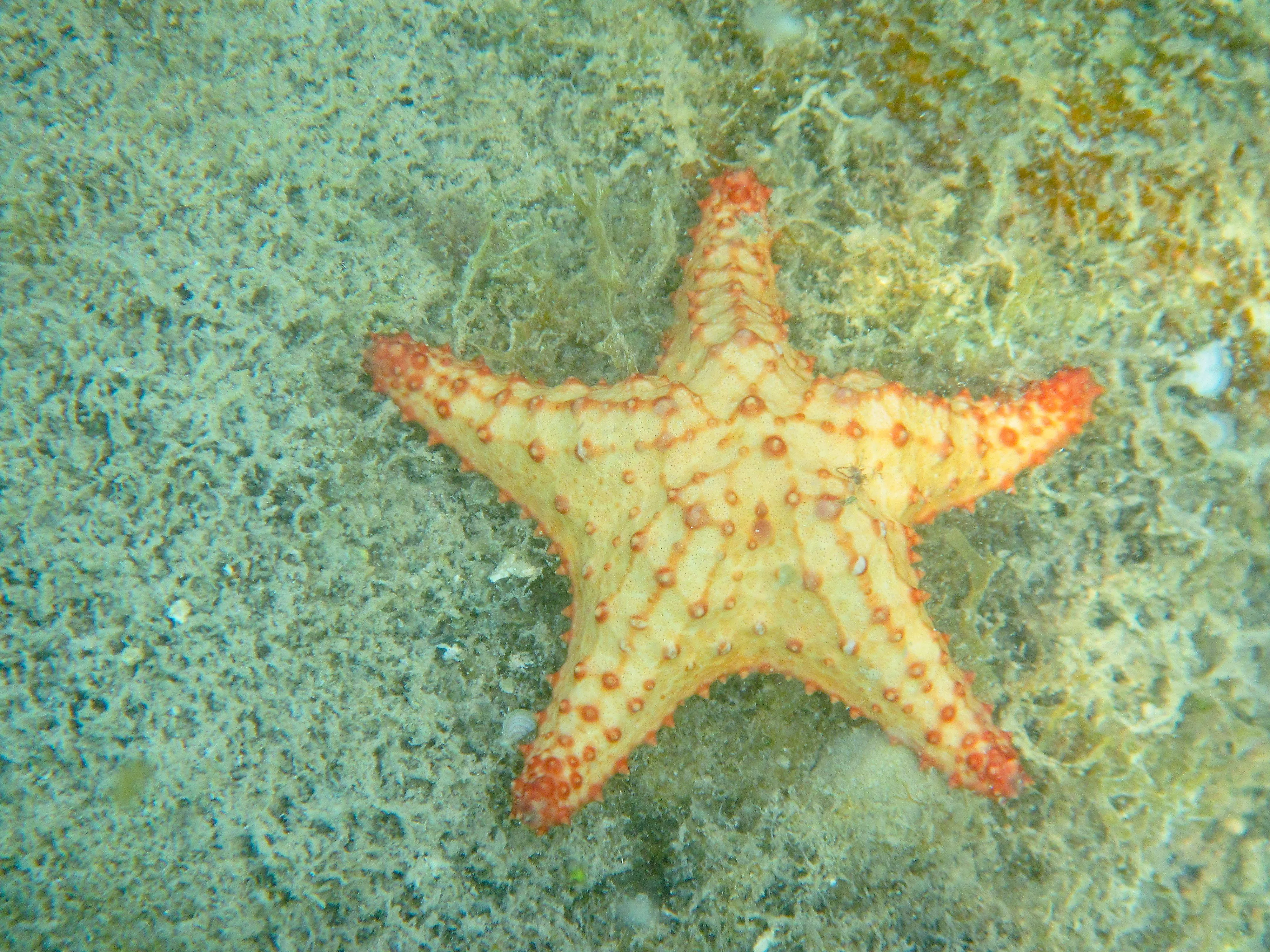 Cream starfish with orange tubercles on sandy reef at Vieques.