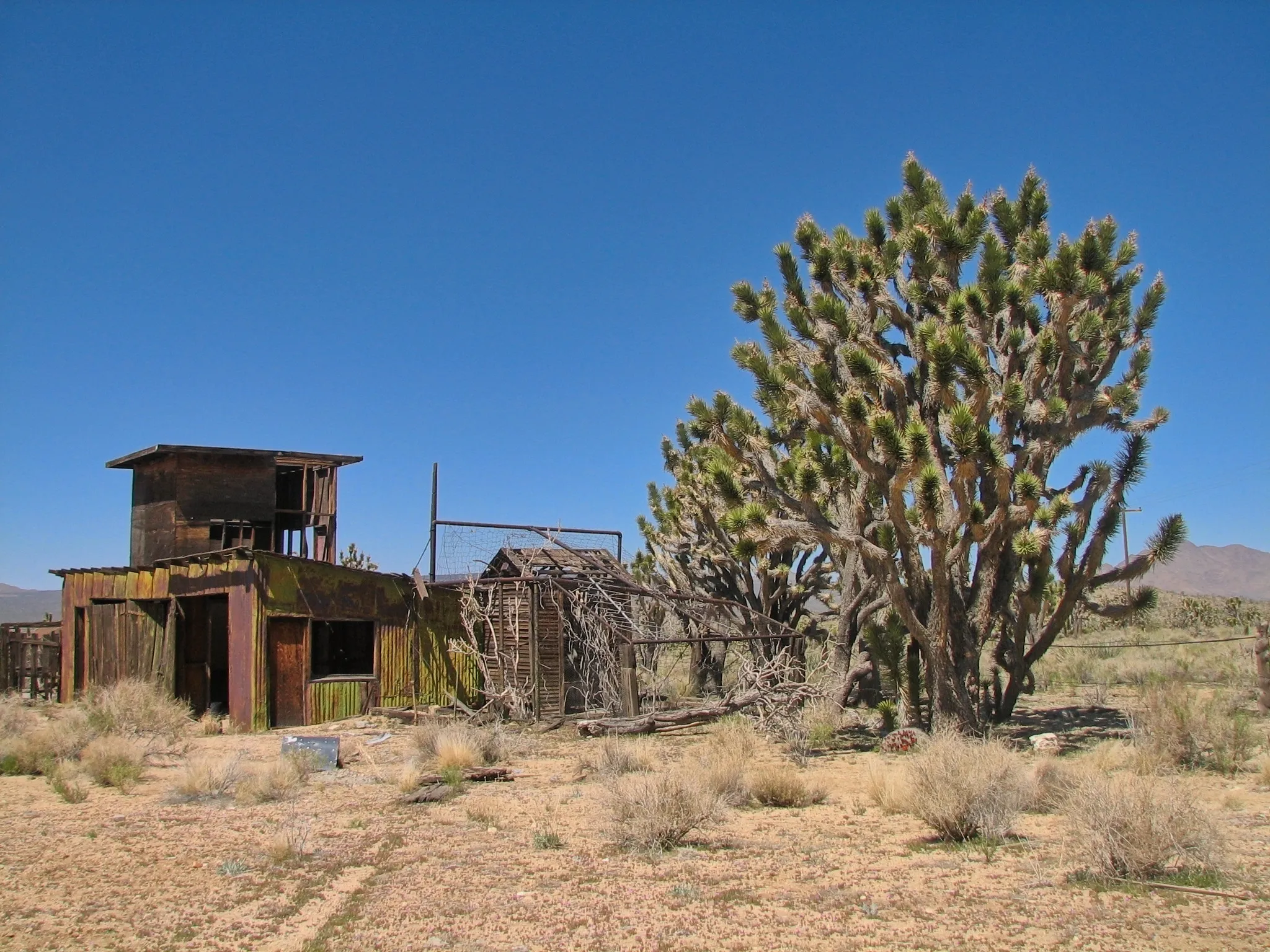Ruined mine buildings beside a tall Joshua tree at the Death Valley Mine ghost town.