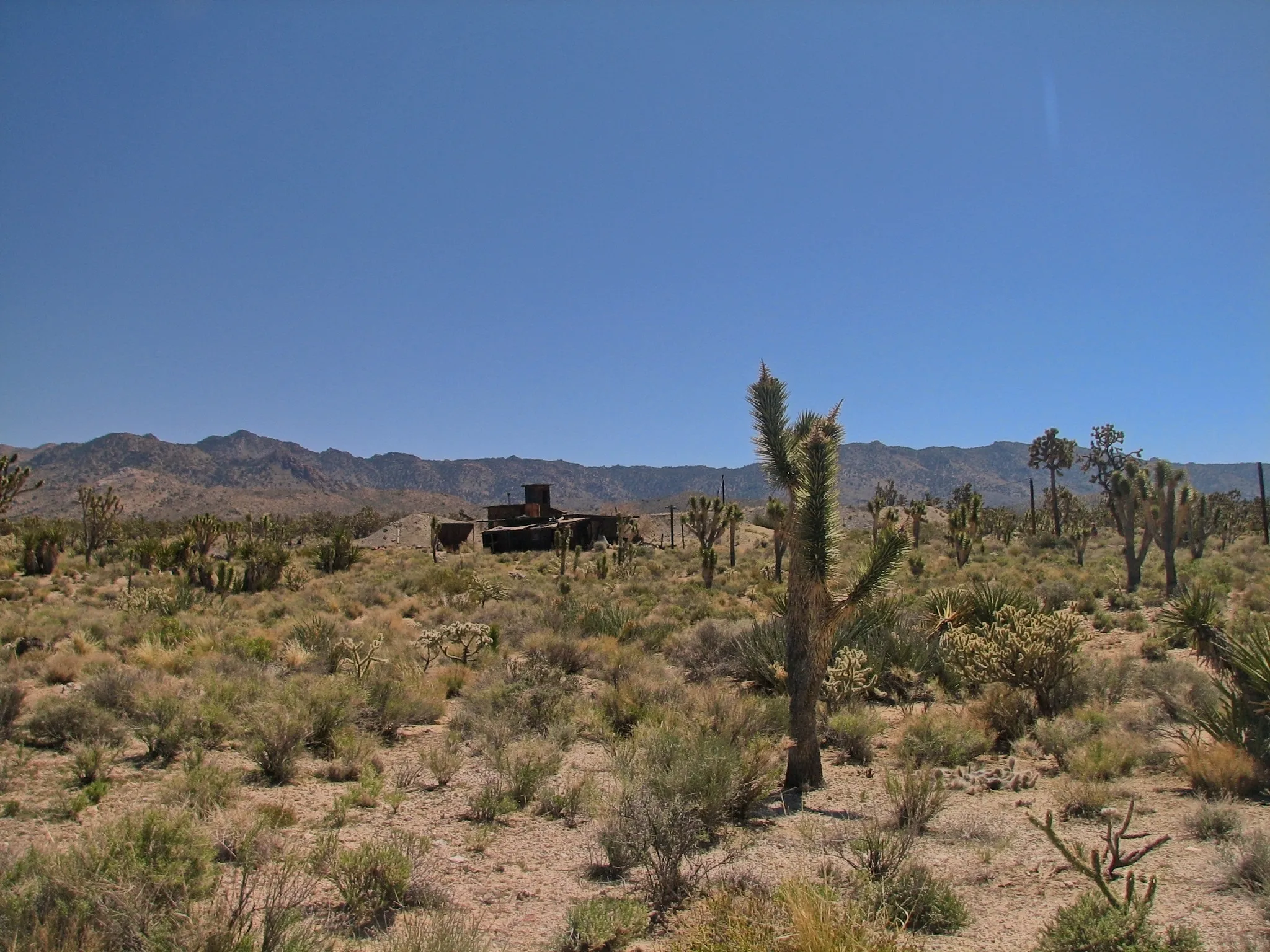 Abandoned wooden mine building among Joshua trees with mountains behind, Mojave Desert.